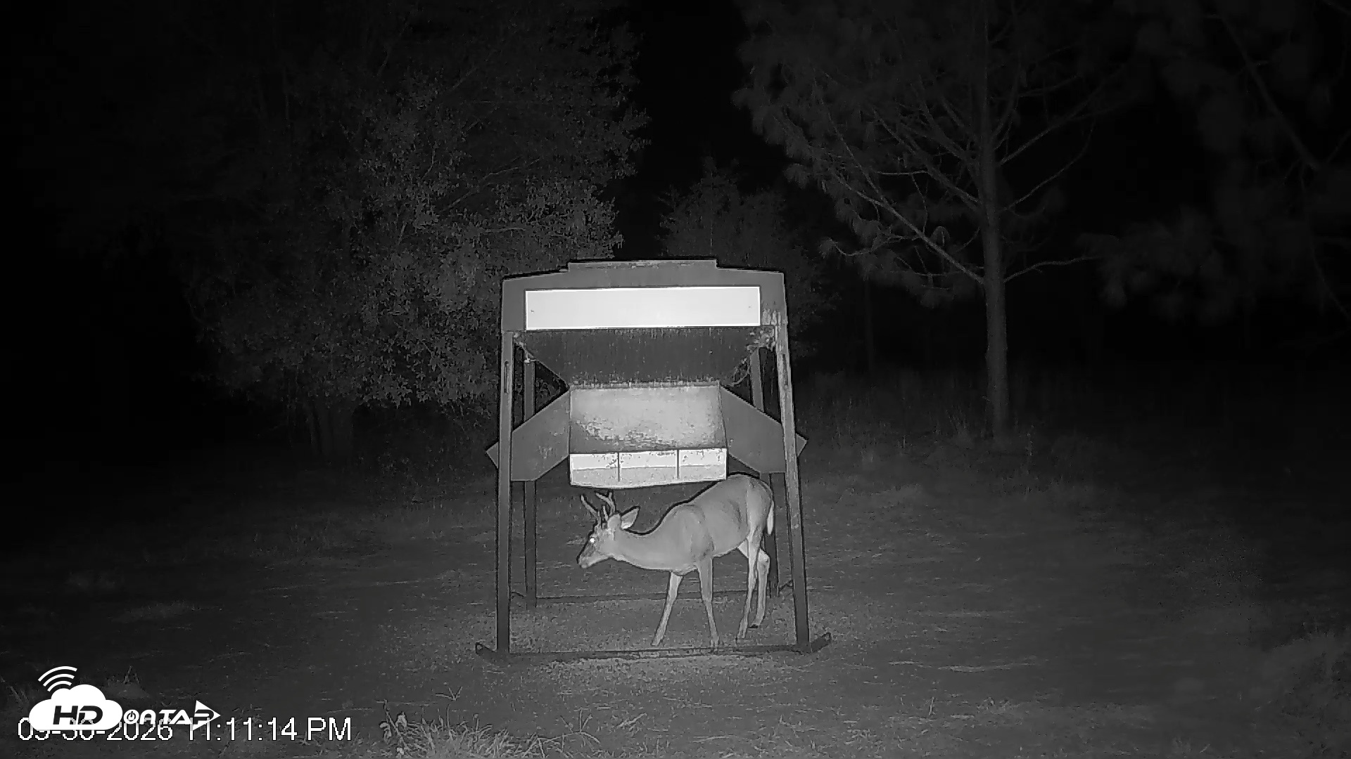 Snapshot of Leesburg Georgia Live Deer Feeder Webcam taken Sep 30, 2026, 11:11pm EDT