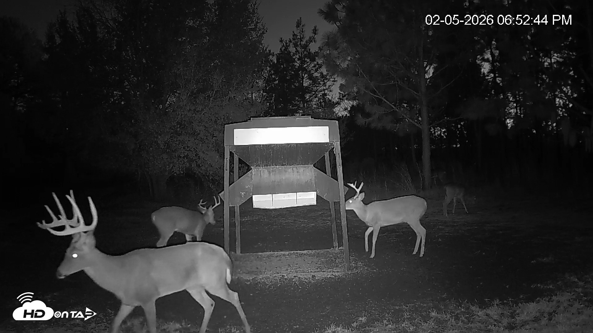 Snapshot of Leesburg Georgia Live Deer Feeder Webcam taken Feb 5, 2026, 6:53pm EST