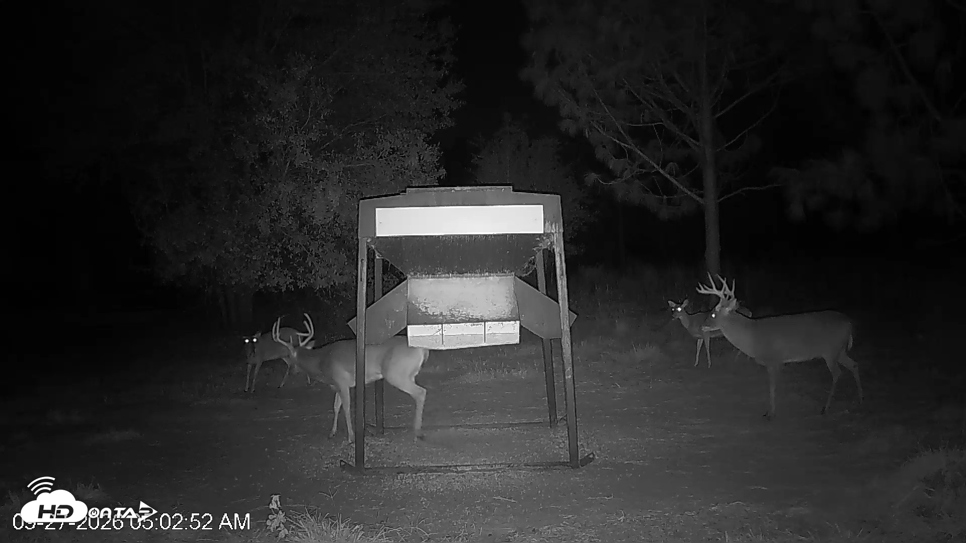 Snapshot of Leesburg Georgia Live Deer Feeder Webcam taken Sep 27, 2026, 5:02am EDT