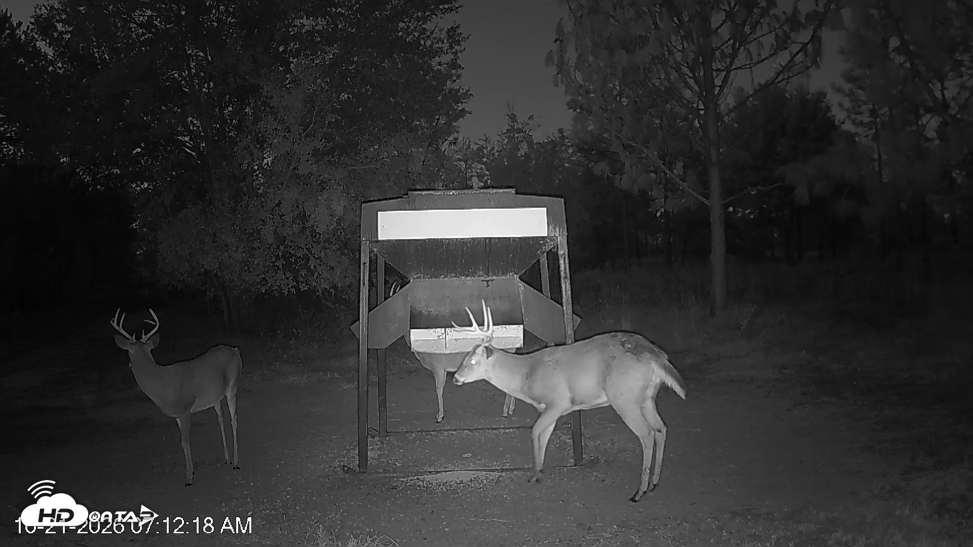 Snapshot of Leesburg Georgia Live Deer Feeder Webcam taken Oct 21, 2026, 7:12am EDT