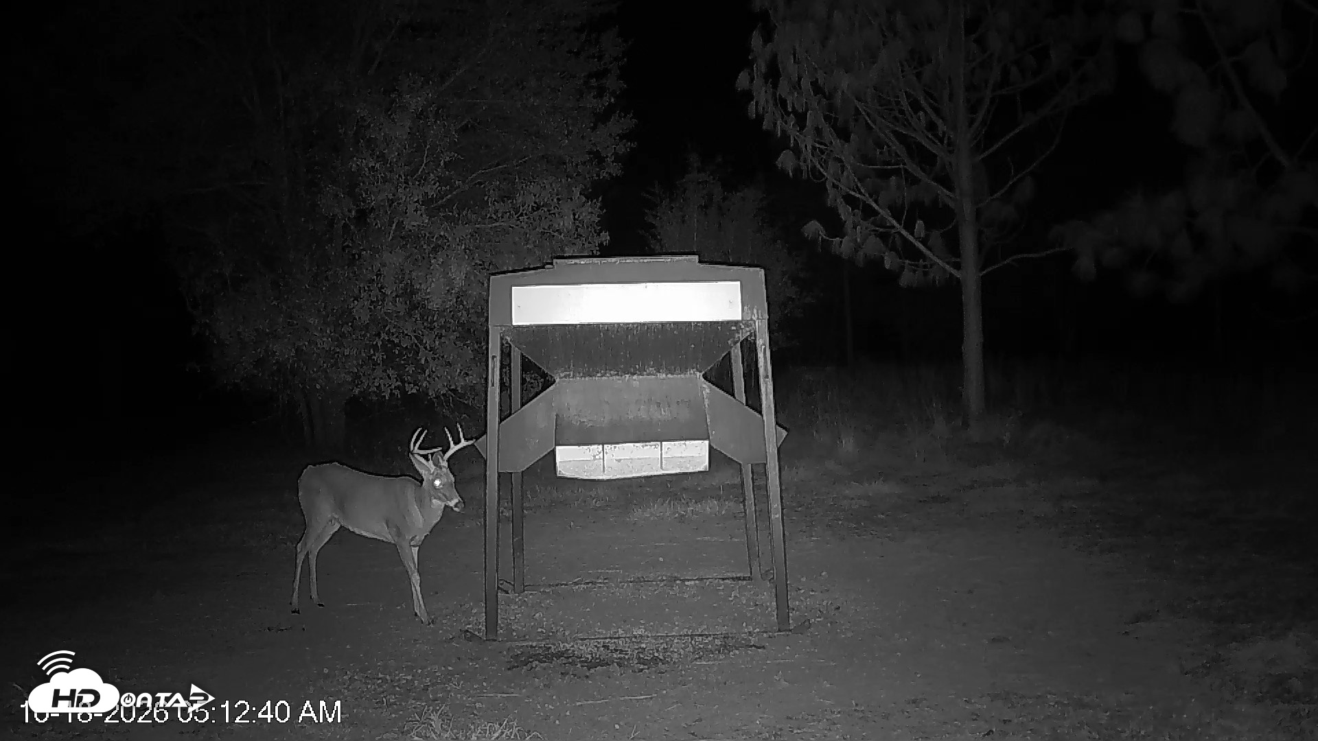 Snapshot of Leesburg Georgia Live Deer Feeder Webcam taken Oct 18, 2026, 5:13am EDT