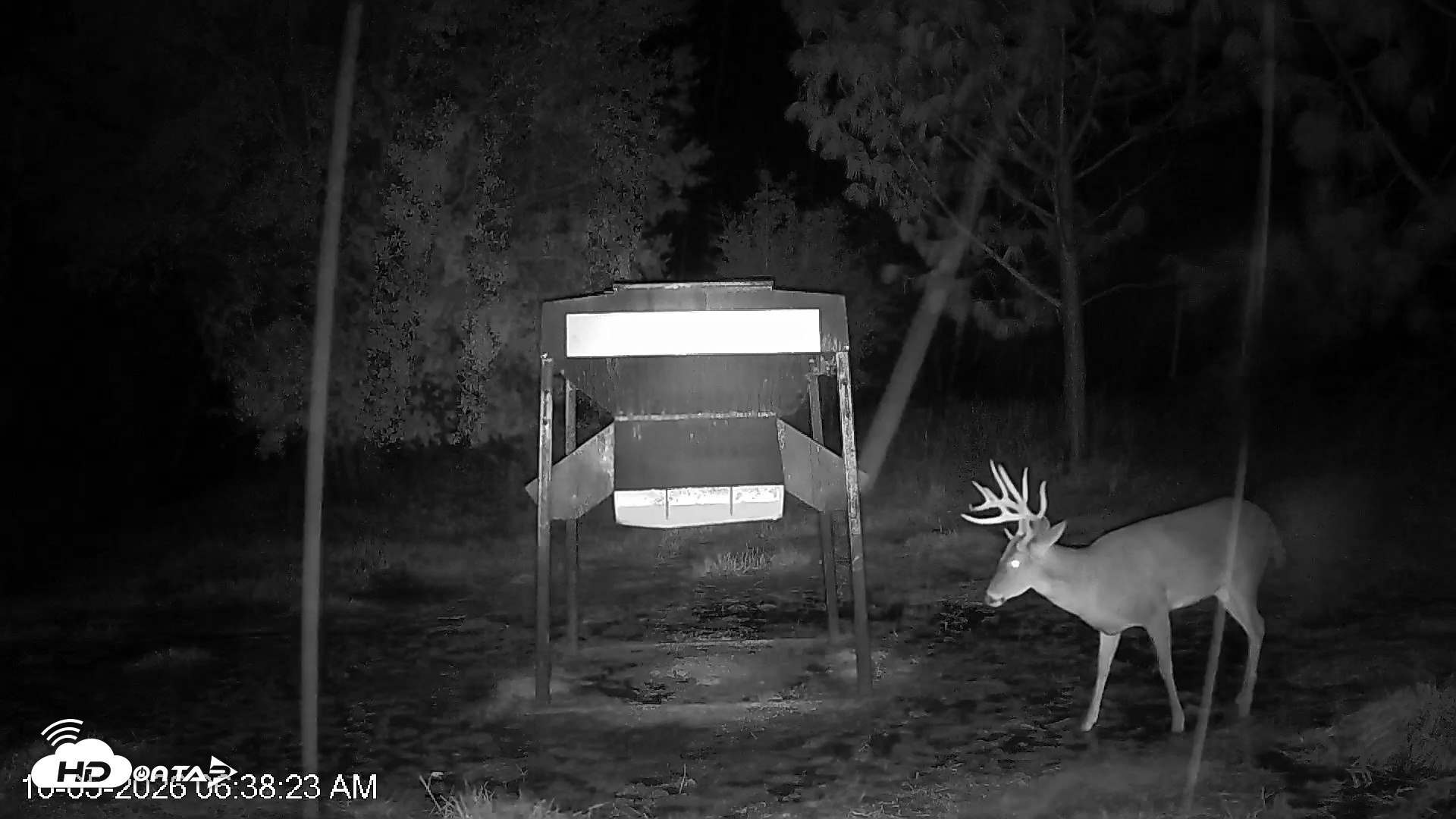 Snapshot of Leesburg Georgia Live Deer Feeder Webcam taken Oct 5, 2026, 6:38am EDT
