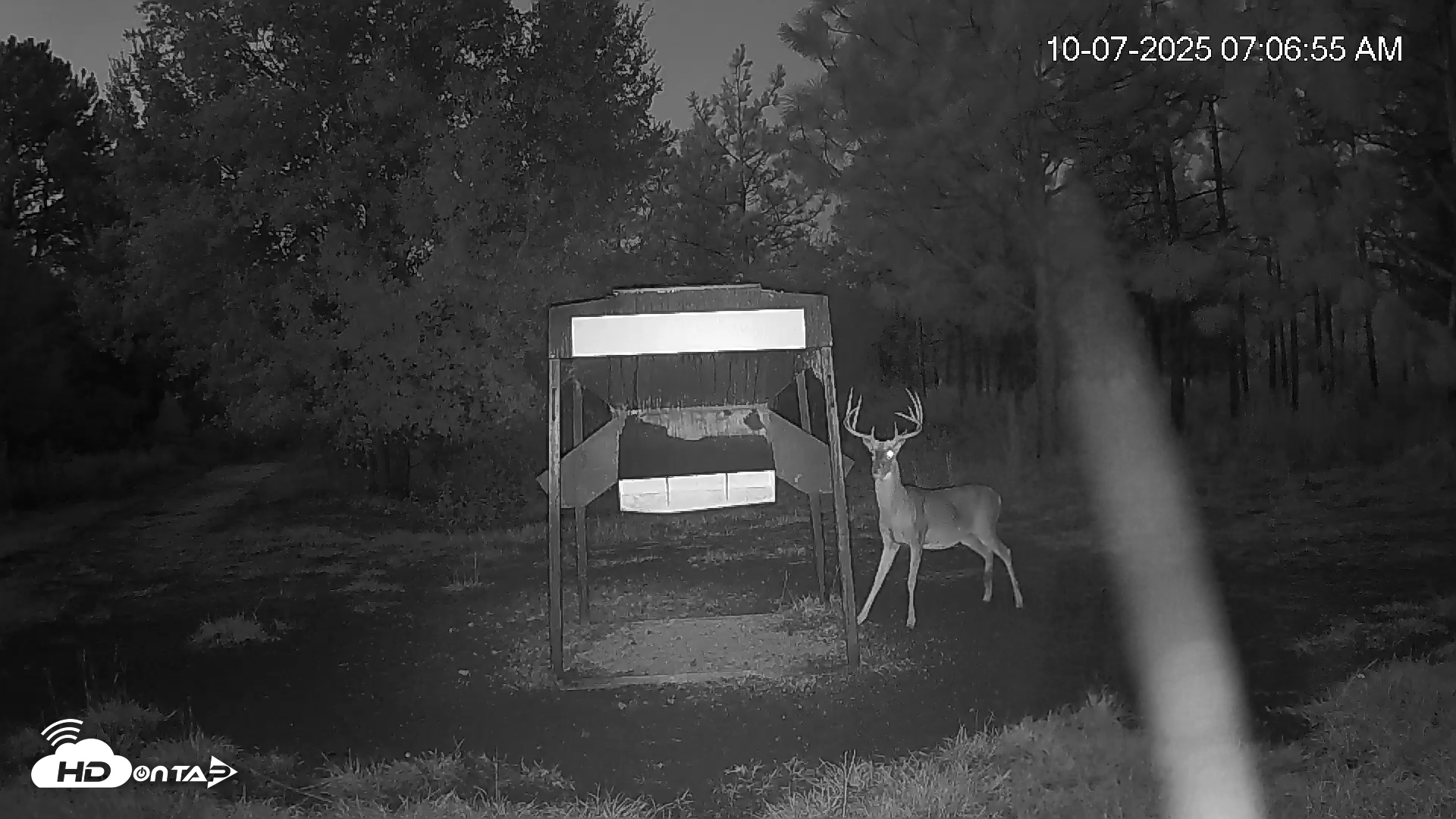 Snapshot of Leesburg Georgia Live Deer Feeder Webcam taken Oct 7, 2025, 7:07am EDT