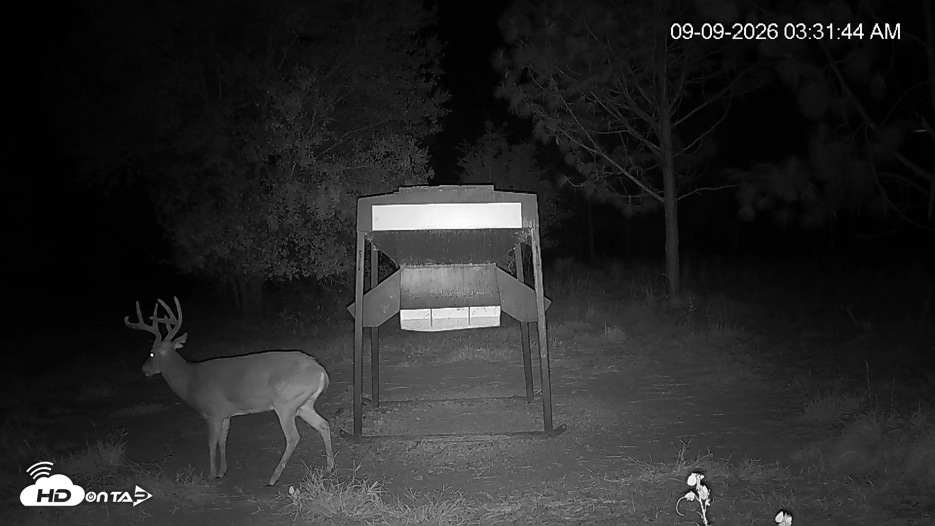 Snapshot of Leesburg Georgia Live Deer Feeder Webcam taken Sep 9, 2026, 3:32am EDT