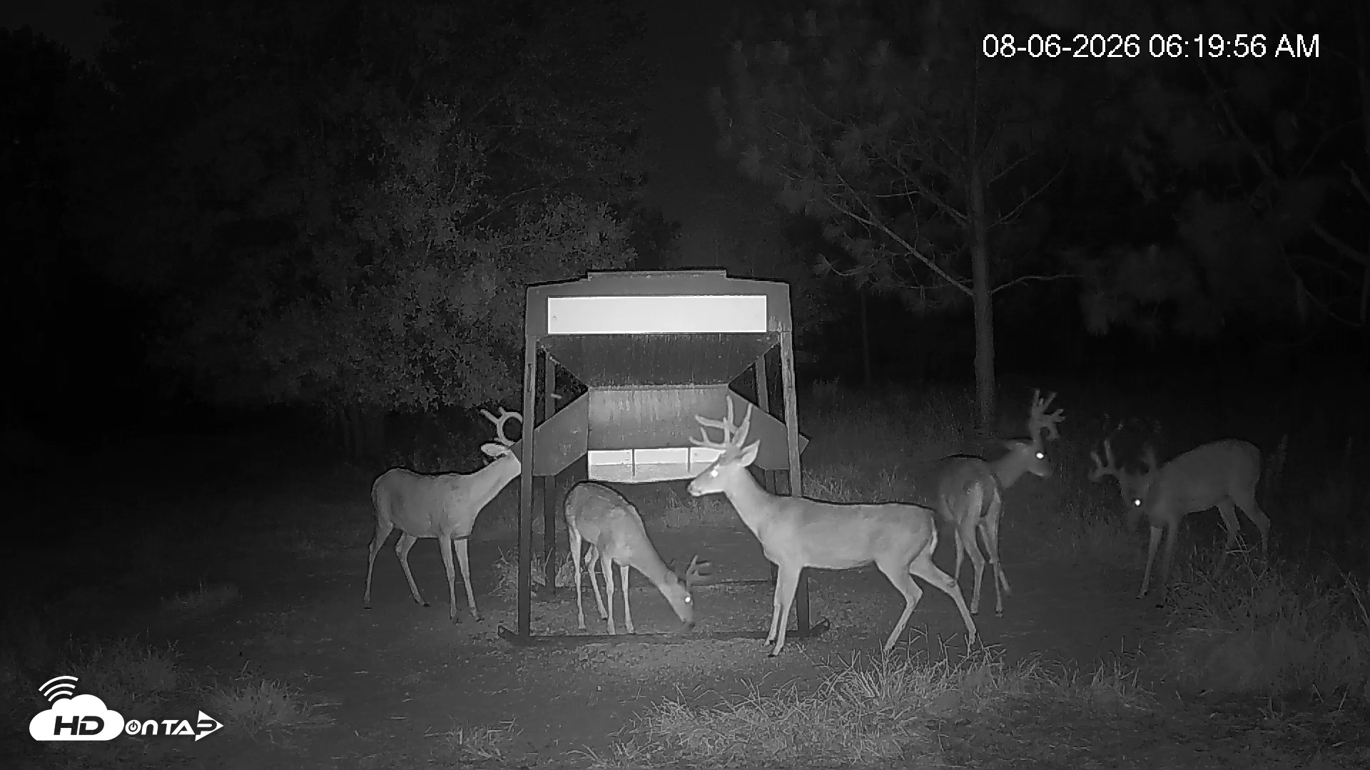 Snapshot of Leesburg Georgia Live Deer Feeder Webcam taken Aug 6, 2026, 6:20am EDT
