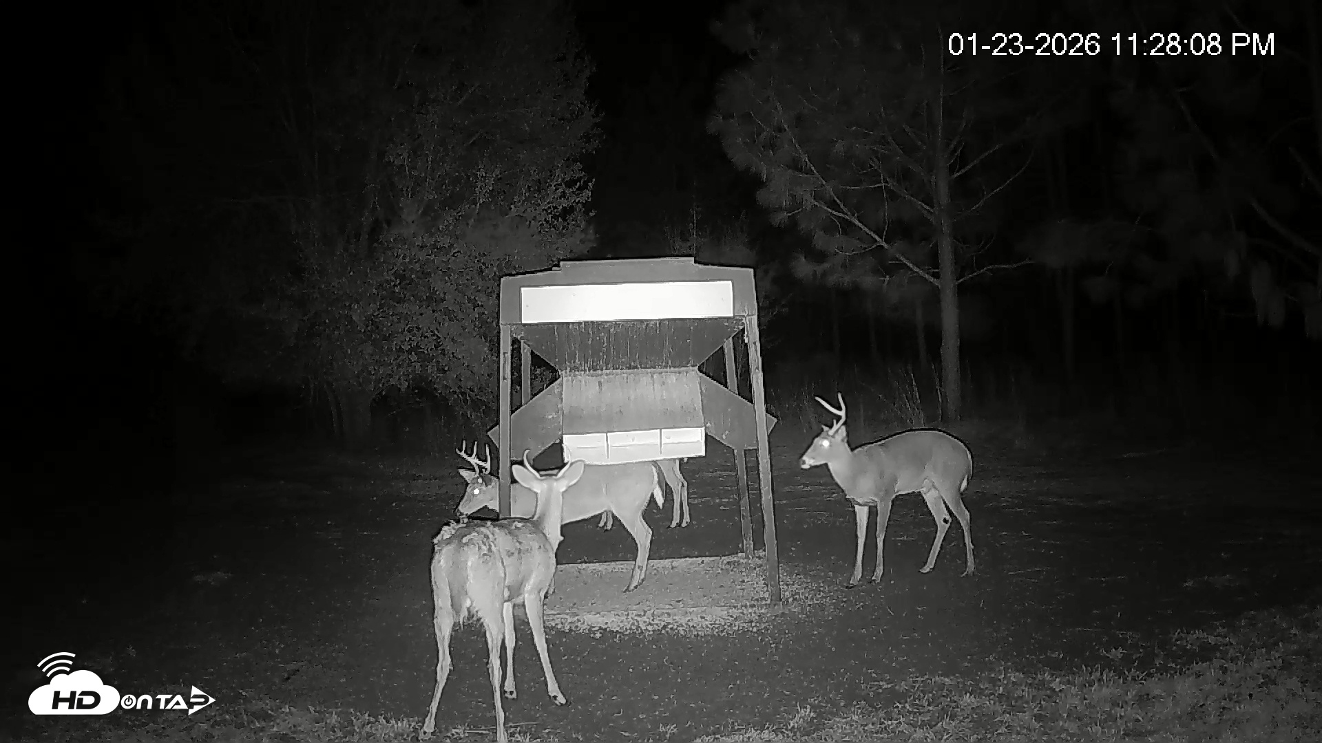 Snapshot of Leesburg Georgia Live Deer Feeder Webcam taken Jan 23, 2026, 11:28pm EST