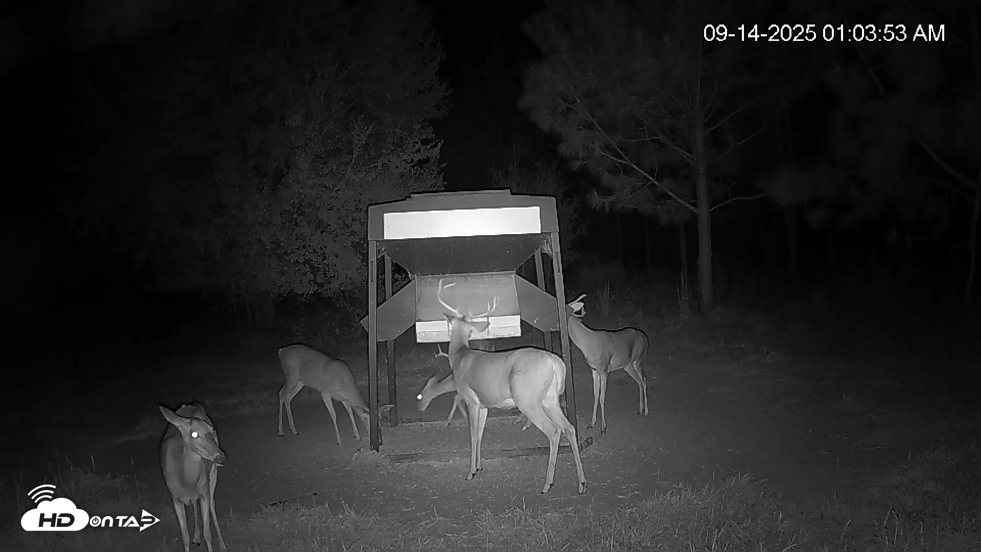 Snapshot of Leesburg Georgia Live Deer Feeder Webcam taken Sep 14, 2025, 1:04am EDT