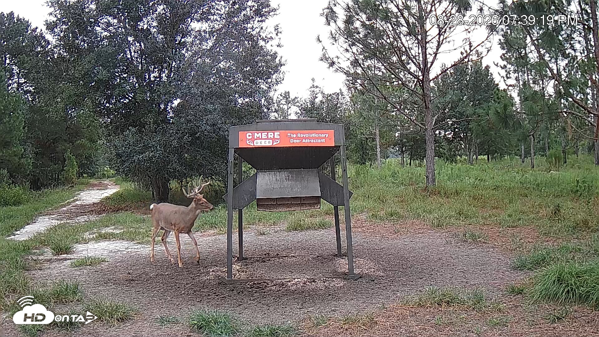 Snapshot of Leesburg Georgia Live Deer Feeder Webcam taken Aug 28, 2026, 7:39pm EDT