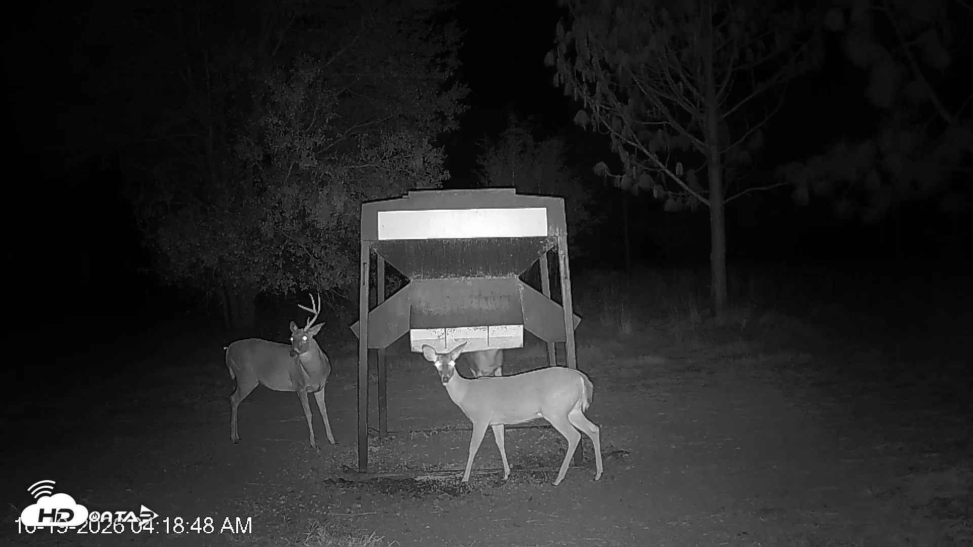Snapshot of Leesburg Georgia Live Deer Feeder Webcam taken Oct 19, 2026, 4:19am EDT