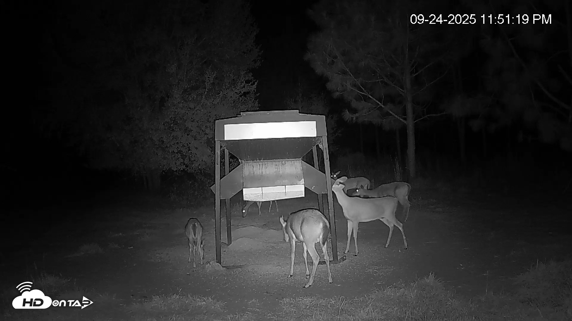 Snapshot of Leesburg Georgia Live Deer Feeder Webcam taken Sep 24, 2025, 11:51pm EDT