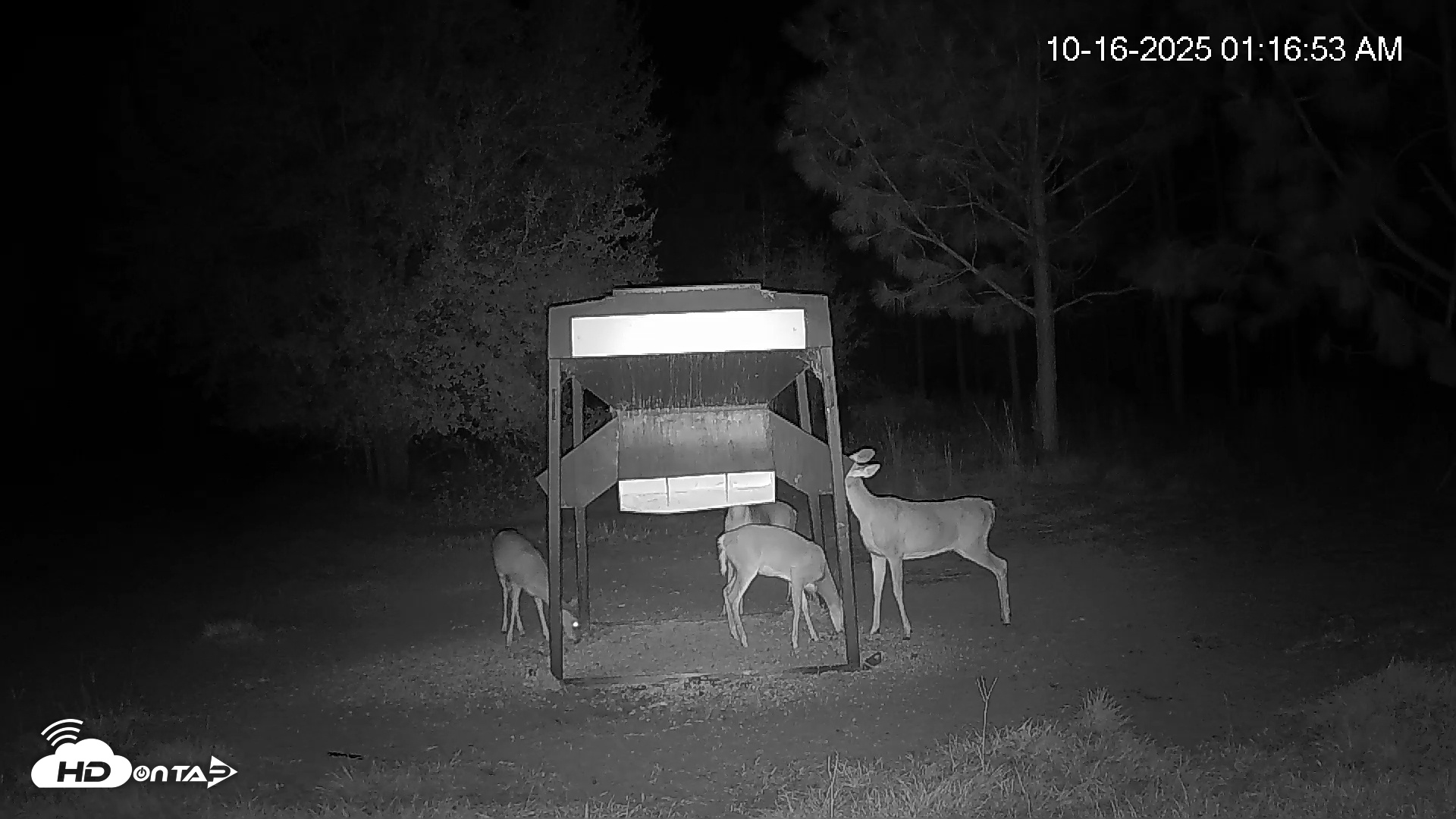 Snapshot of Leesburg Georgia Live Deer Feeder Webcam taken Oct 16, 2025, 1:17am EDT