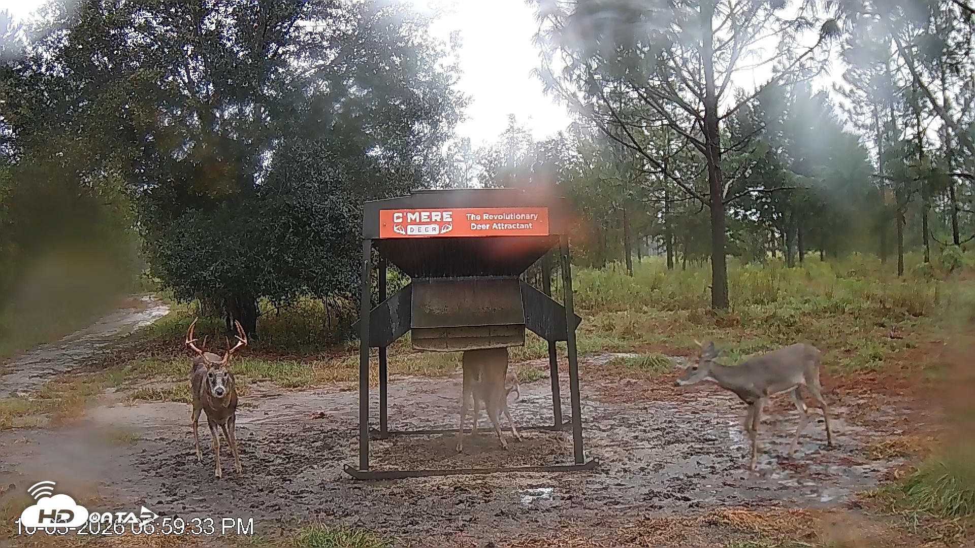 Snapshot of Leesburg Georgia Live Deer Feeder Webcam taken Oct 3, 2026, 6:59pm EDT