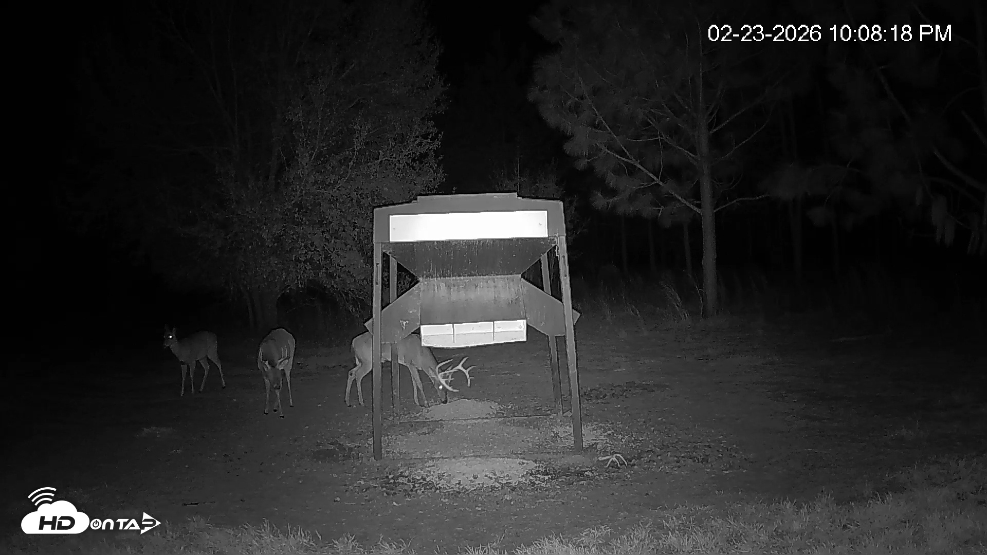 Snapshot of Leesburg Georgia Live Deer Feeder Webcam taken Feb 23, 2026, 10:07pm EST