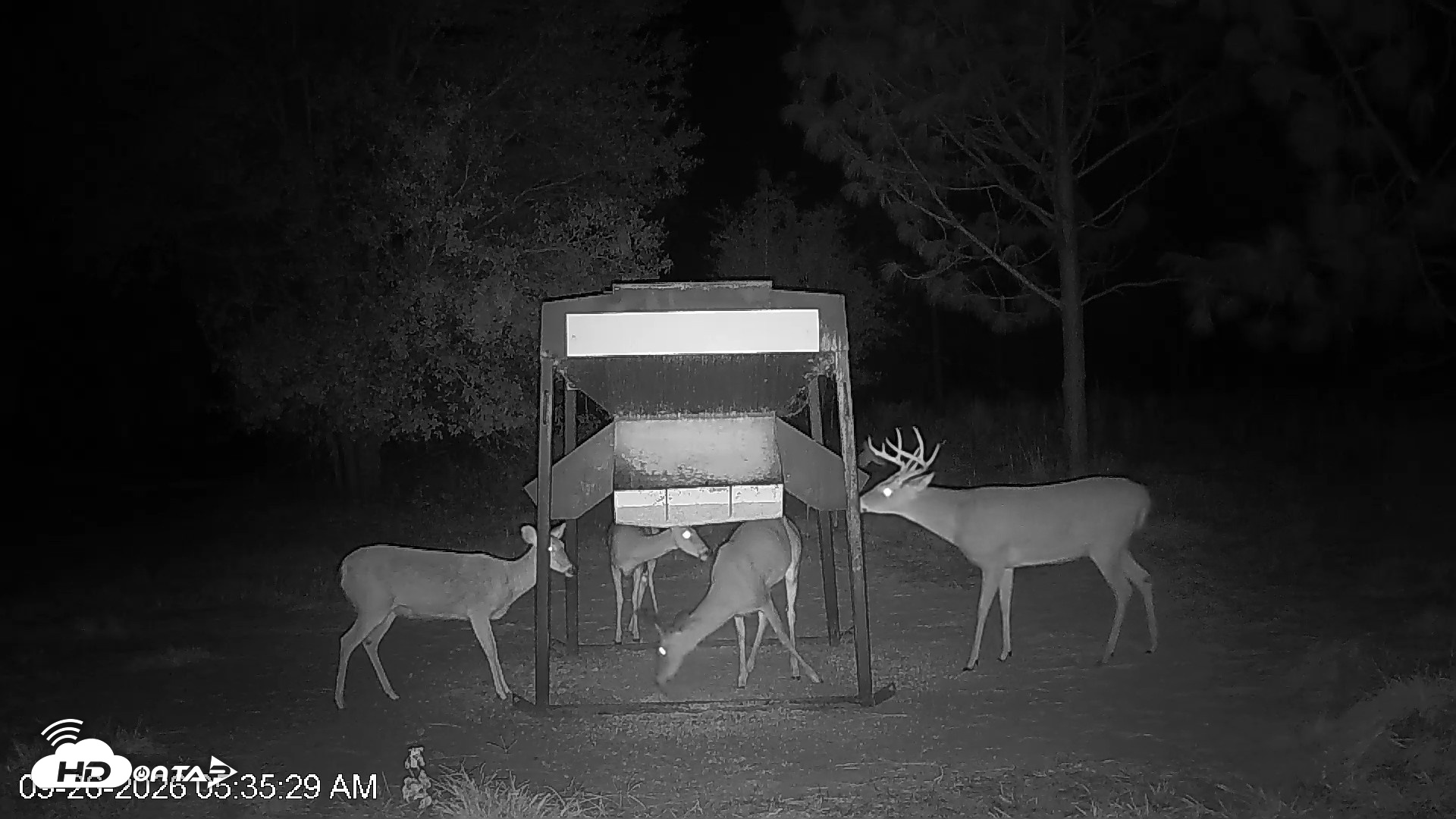 Snapshot of Leesburg Georgia Live Deer Feeder Webcam taken Sep 26, 2026, 5:35am EDT