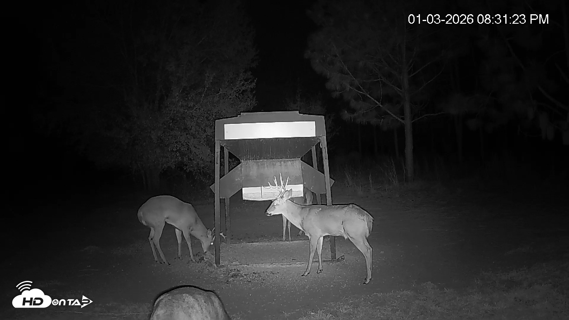 Snapshot of Leesburg Georgia Live Deer Feeder Webcam taken Jan 3, 2026, 8:32pm EST