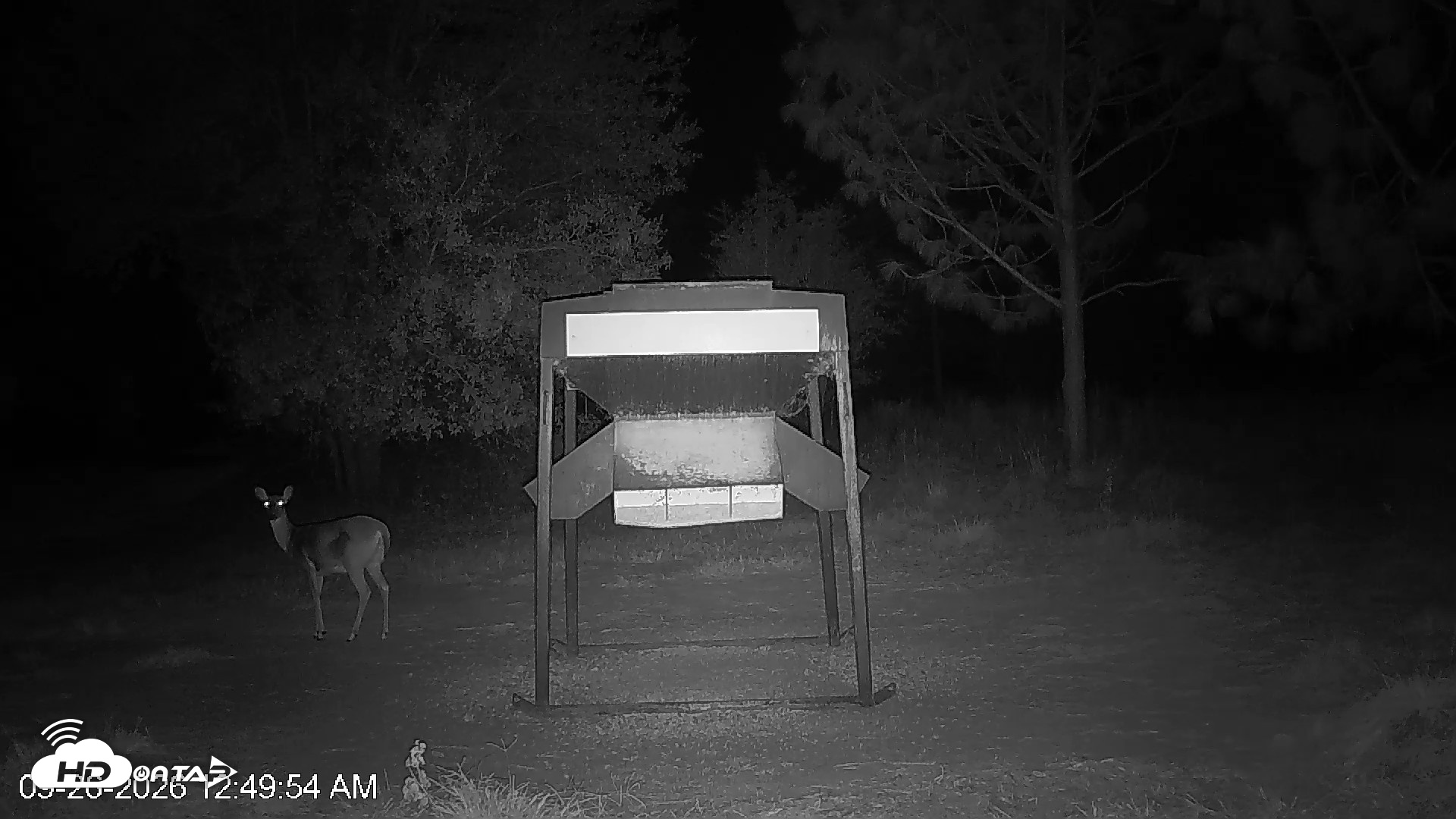 Snapshot of Leesburg Georgia Live Deer Feeder Webcam taken Sep 26, 2026, 12:49am EDT