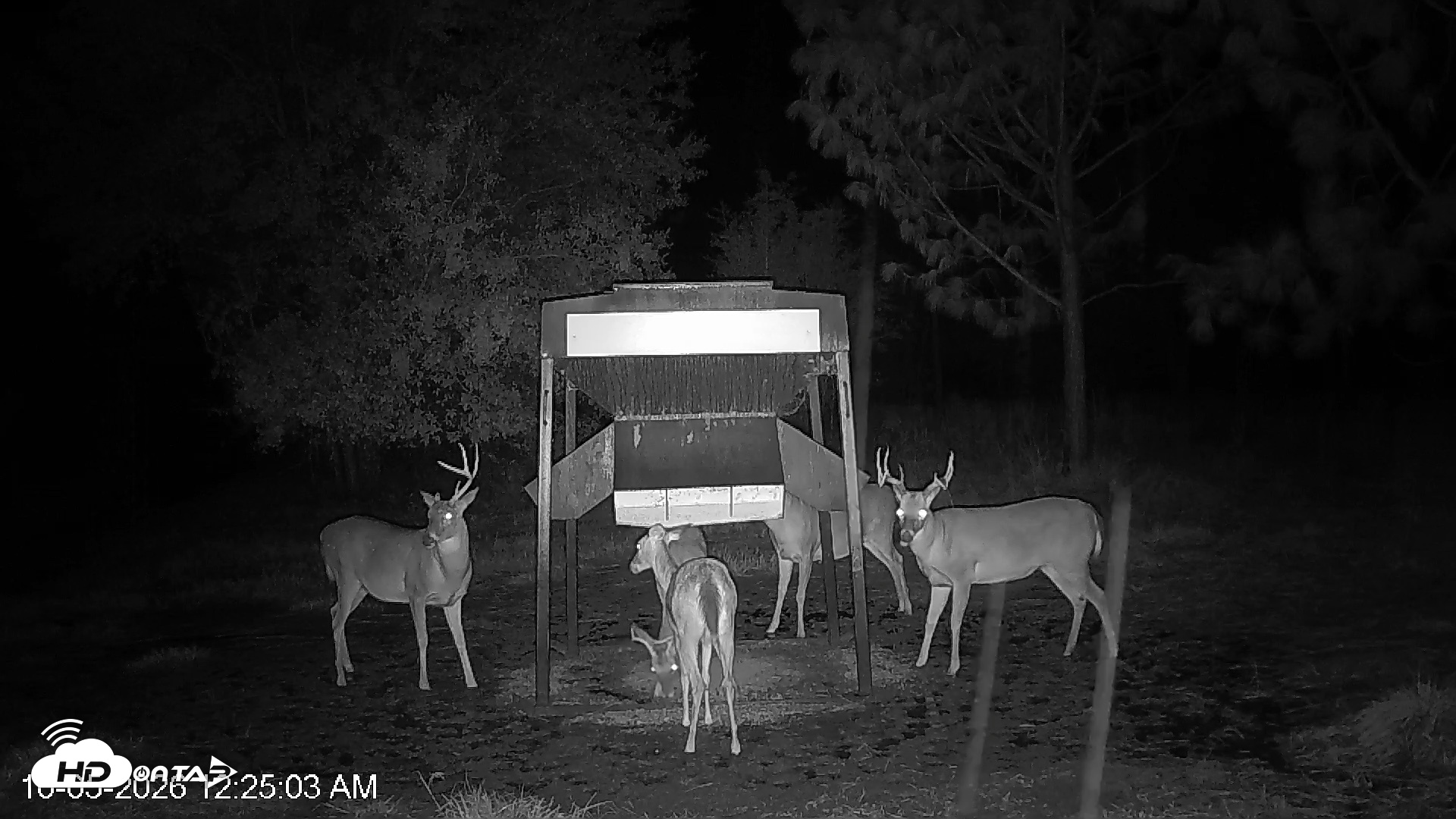 Snapshot of Leesburg Georgia Live Deer Feeder Webcam taken Oct 5, 2026, 12:24am EDT