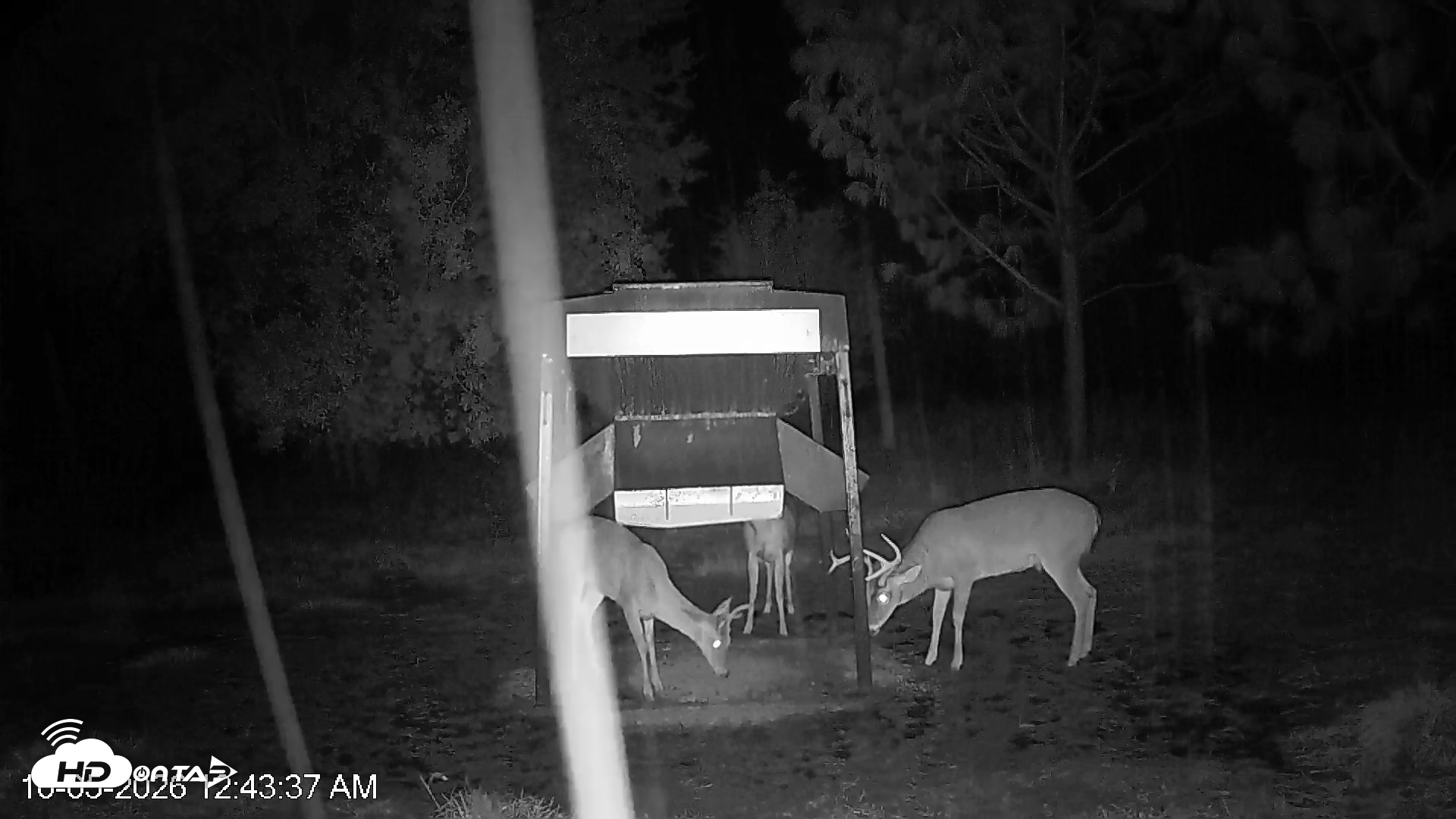 Snapshot of Leesburg Georgia Live Deer Feeder Webcam taken Oct 5, 2026, 12:43am EDT