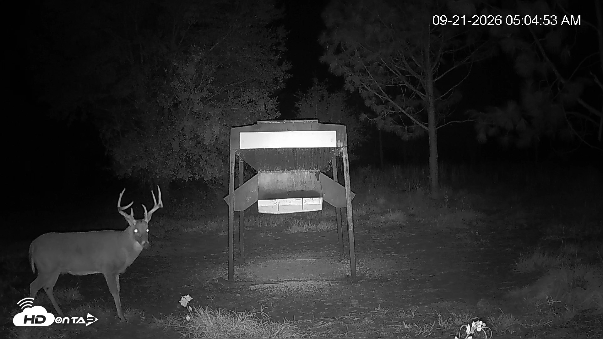 Snapshot of Leesburg Georgia Live Deer Feeder Webcam taken Sep 21, 2026, 5:05am EDT