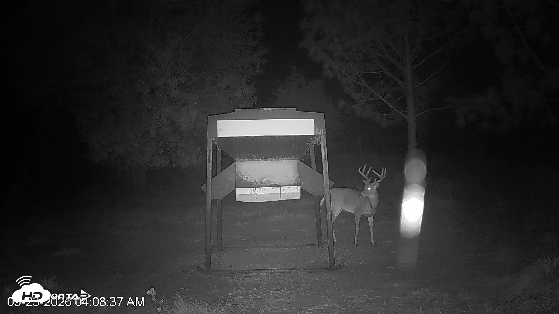 Snapshot of Leesburg Georgia Live Deer Feeder Webcam taken Sep 23, 2026, 4:08am EDT