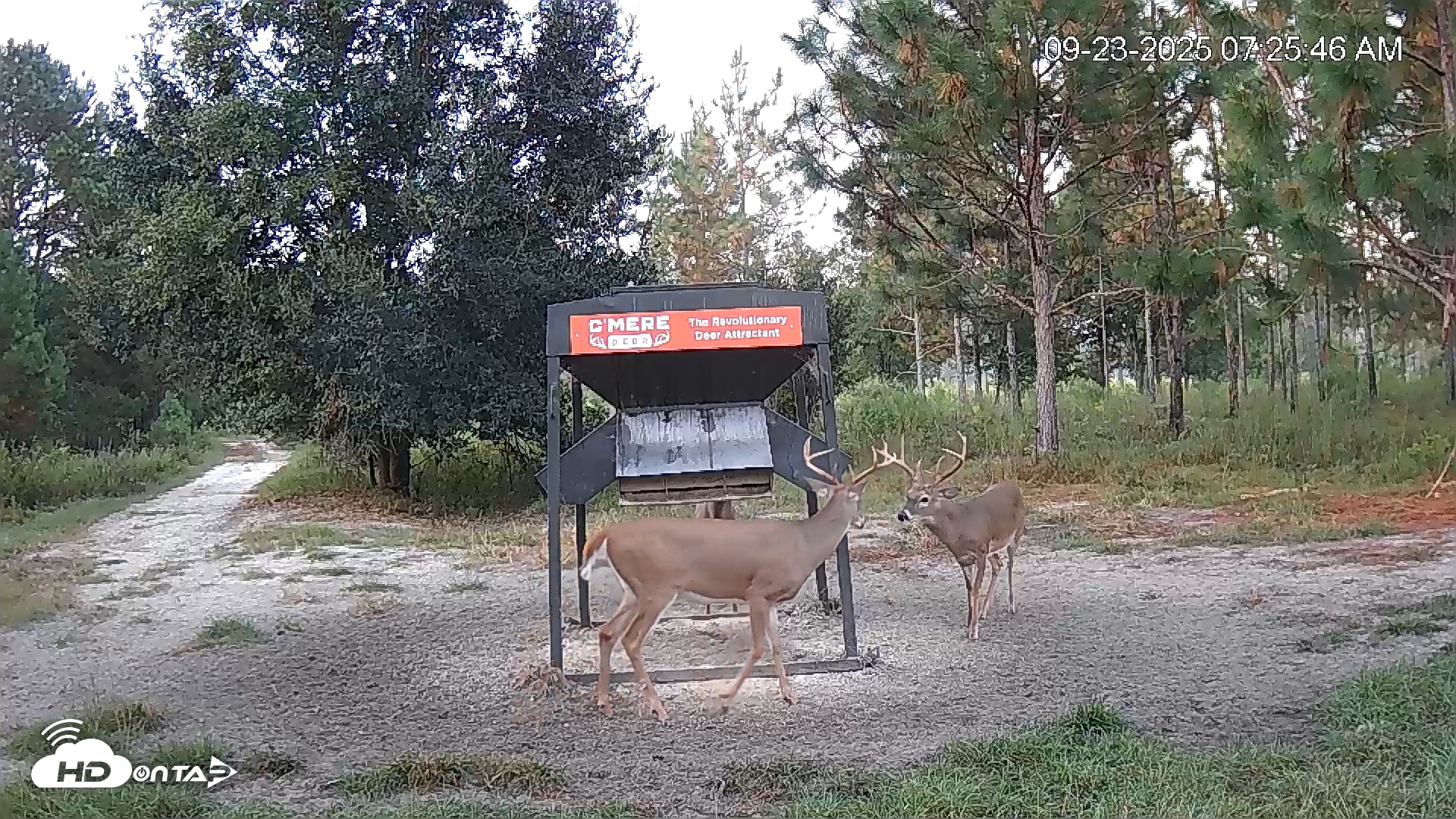 Snapshot of Leesburg Georgia Live Deer Feeder Webcam taken Sep 23, 2025, 7:25am EDT