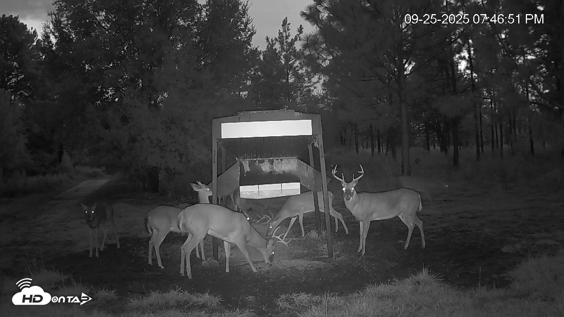 Snapshot of Leesburg Georgia Live Deer Feeder Webcam taken Sep 25, 2025, 7:46pm EDT