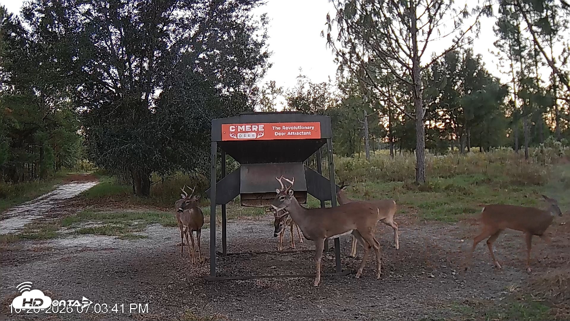 Snapshot of Leesburg Georgia Live Deer Feeder Webcam taken Oct 20, 2026, 7:04pm EDT