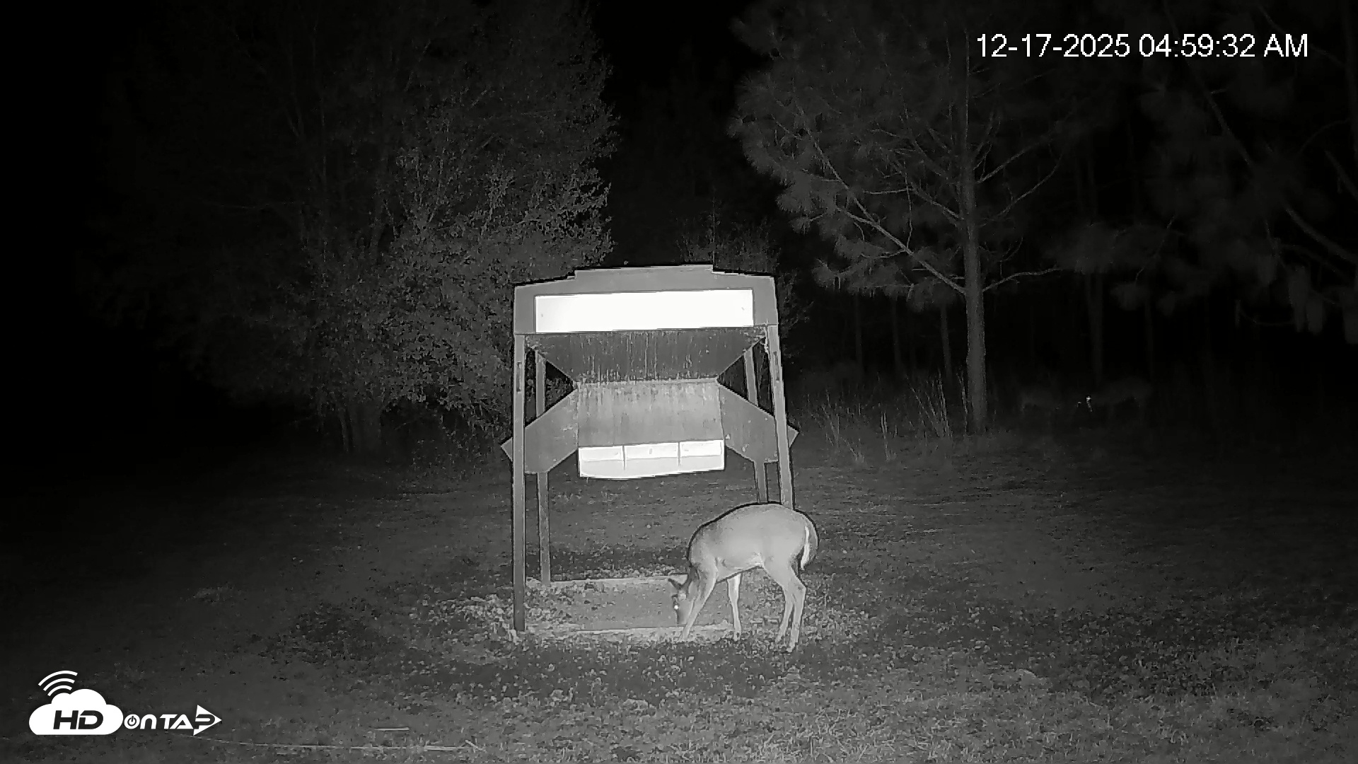 Snapshot of Leesburg Georgia Live Deer Feeder Webcam taken Dec 17, 2025, 4:59am EST