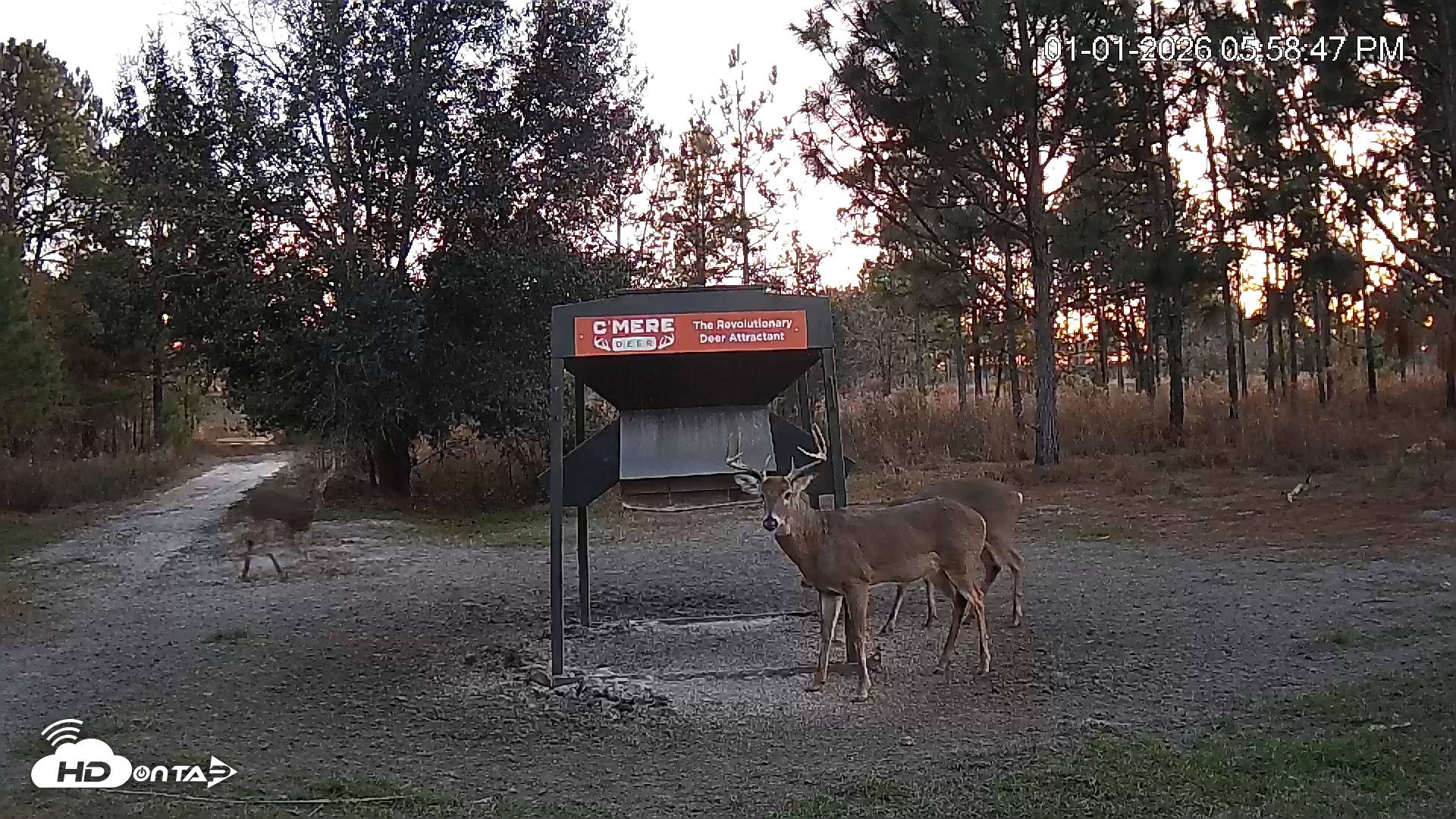 Snapshot of Leesburg Georgia Live Deer Feeder Webcam taken Jan 1, 2026, 5:58pm EST