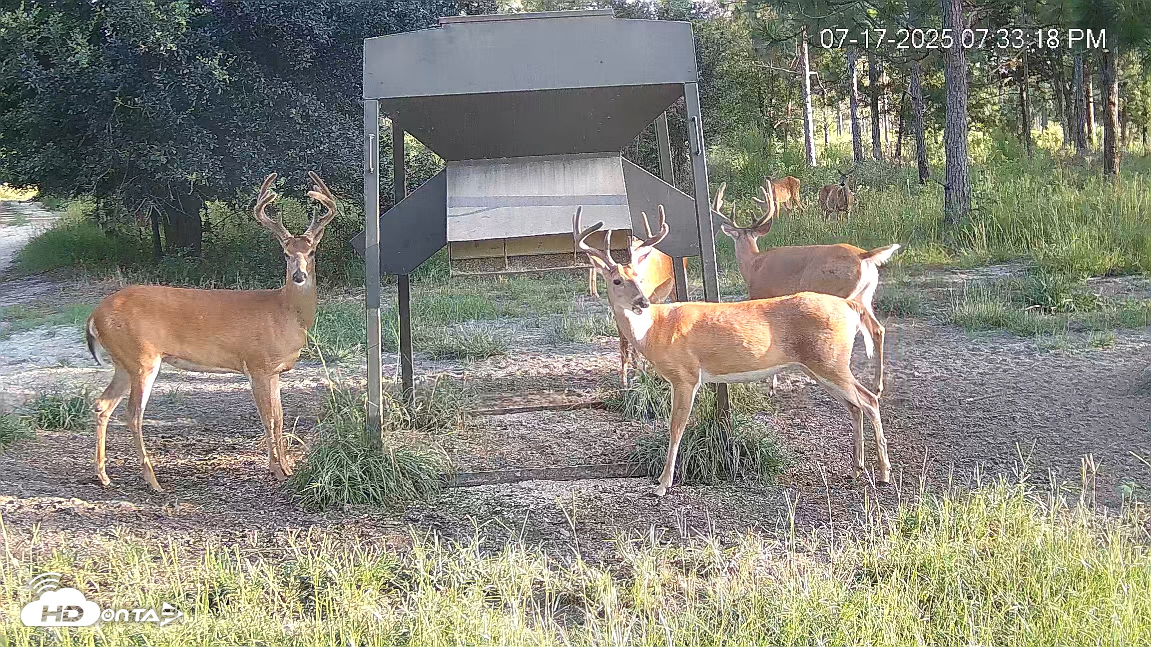 Snapshot of Leesburg Georgia Live Deer Feeder Webcam taken Jul 17, 2025, 7:34pm EDT
