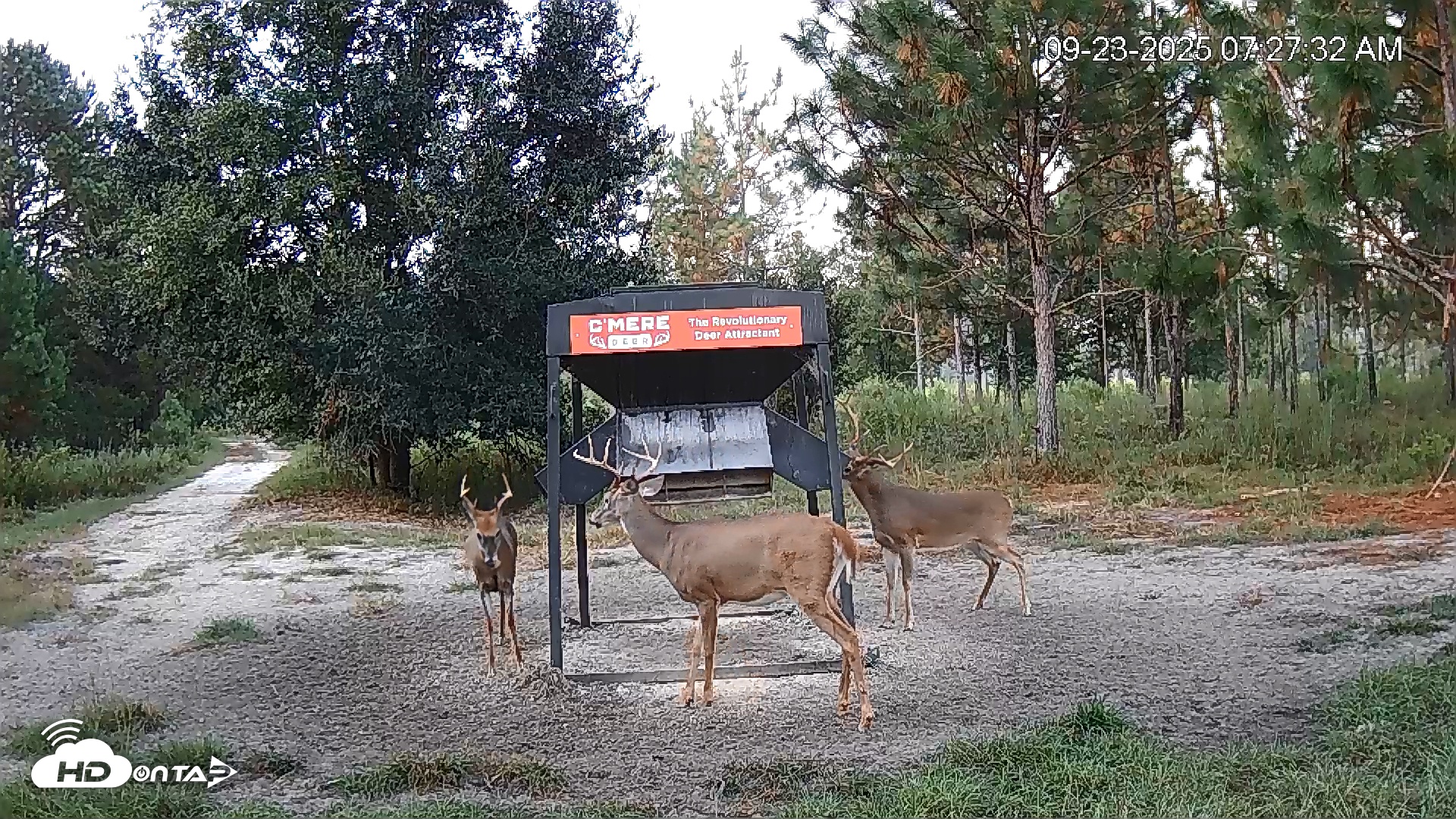 Snapshot of Leesburg Georgia Live Deer Feeder Webcam taken Sep 23, 2025, 7:27am EDT
