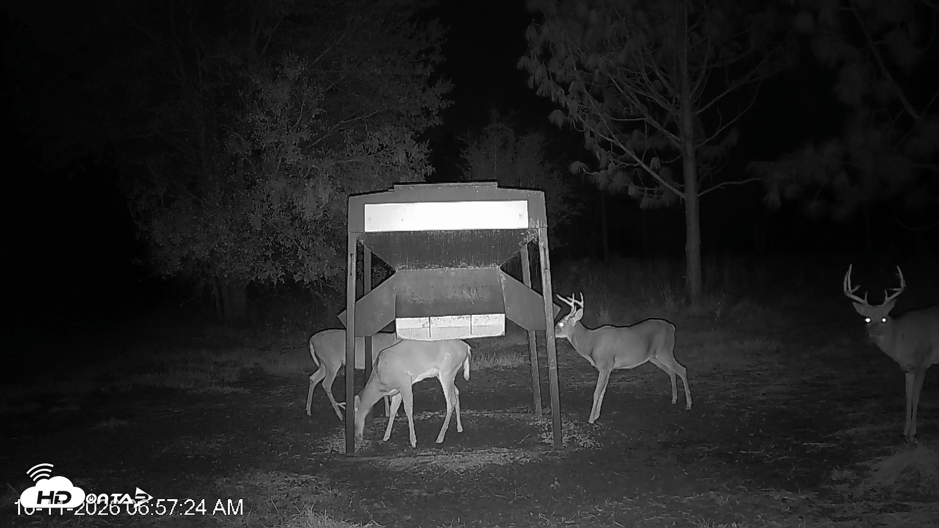 Snapshot of Leesburg Georgia Live Deer Feeder Webcam taken Oct 11, 2026, 6:56am EDT