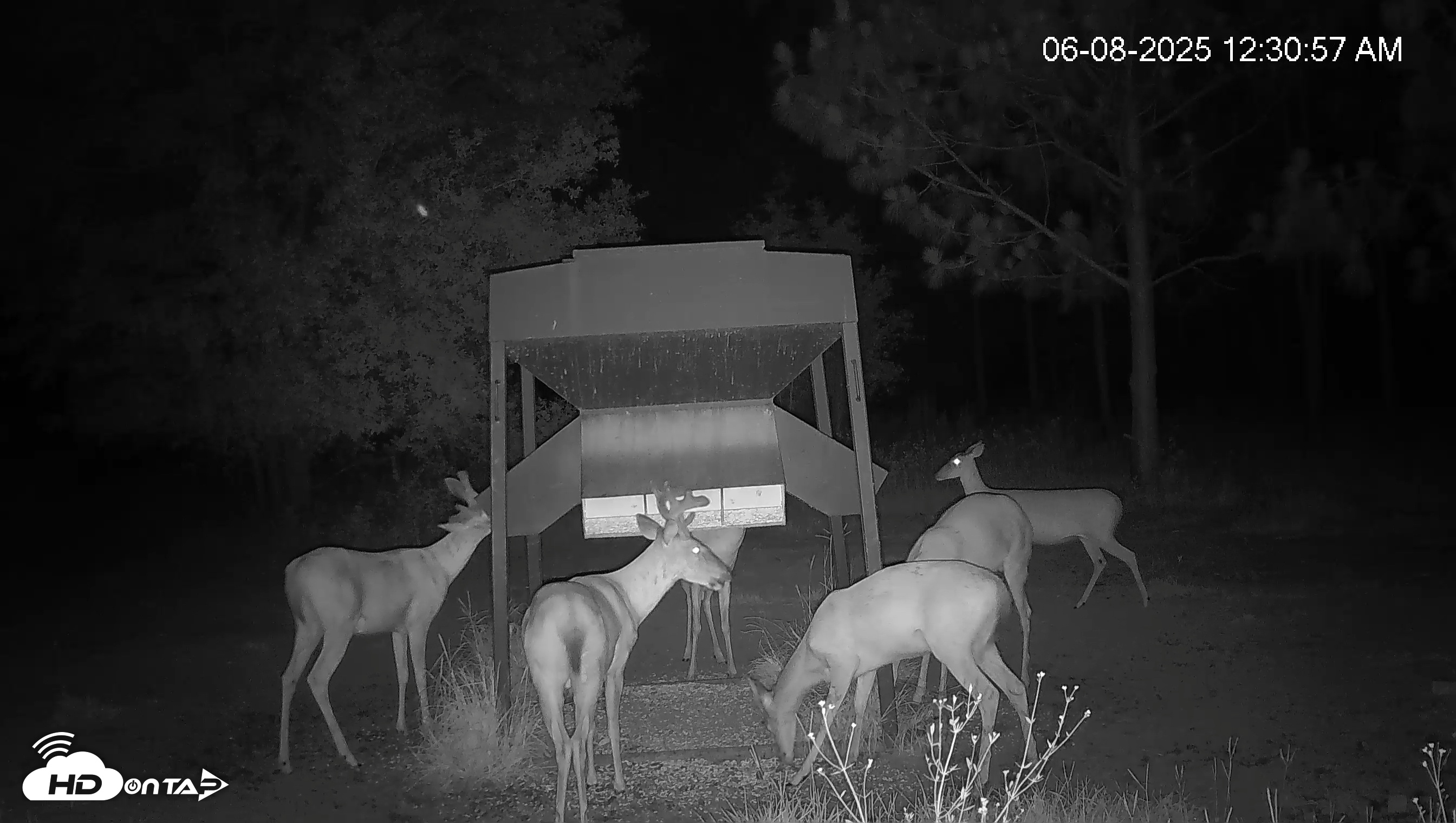 Snapshot of Leesburg Georgia Live Deer Feeder Webcam taken Jun 8, 2025, 12:31am EDT