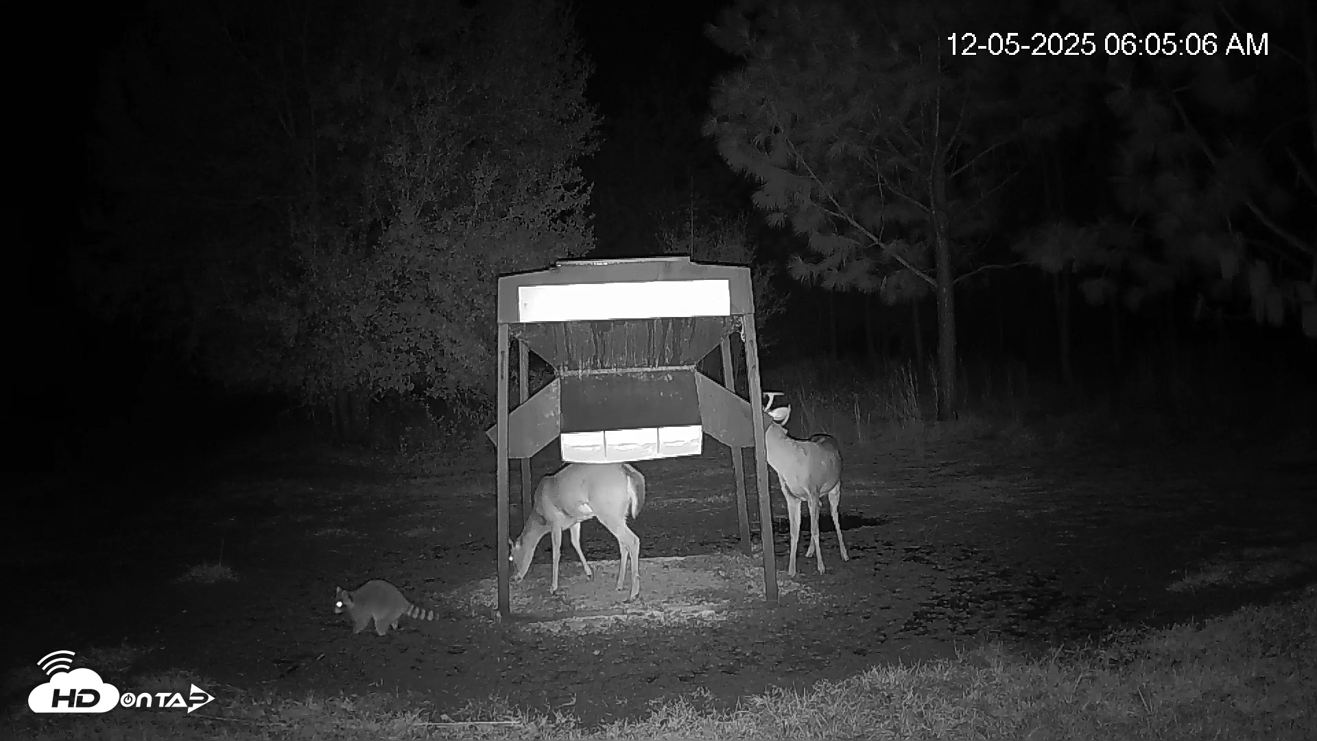 Snapshot of Leesburg Georgia Live Deer Feeder Webcam taken Dec 5, 2025, 6:04am EST