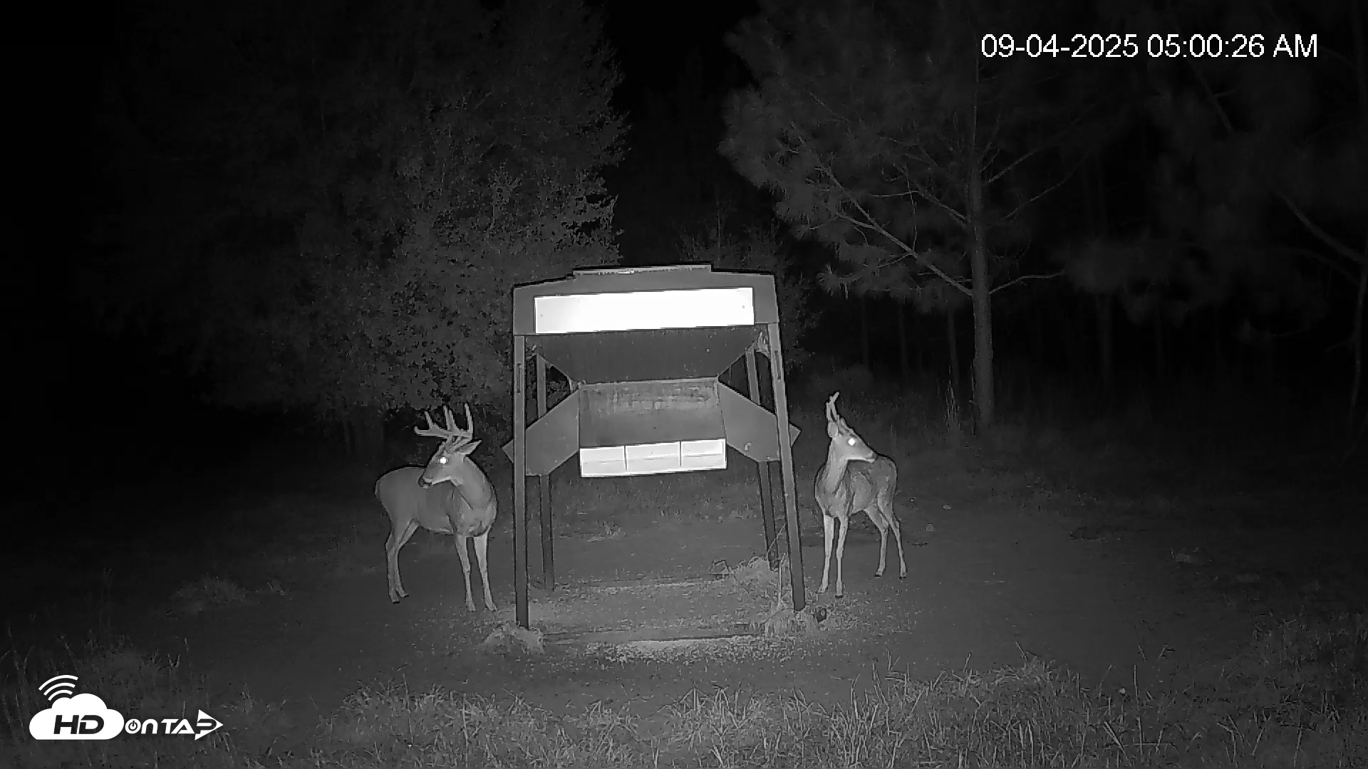Snapshot of Leesburg Georgia Live Deer Feeder Webcam taken Sep 4, 2025, 5:00am EDT