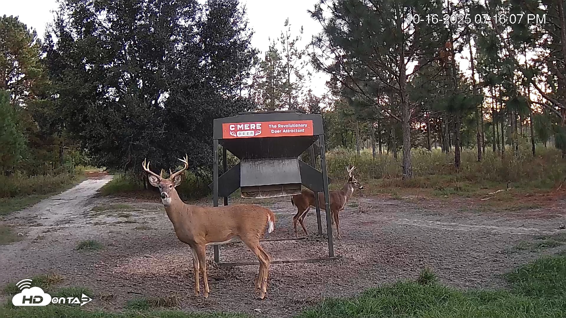 Snapshot of Leesburg Georgia Live Deer Feeder Webcam taken Oct 16, 2025, 7:16pm EDT