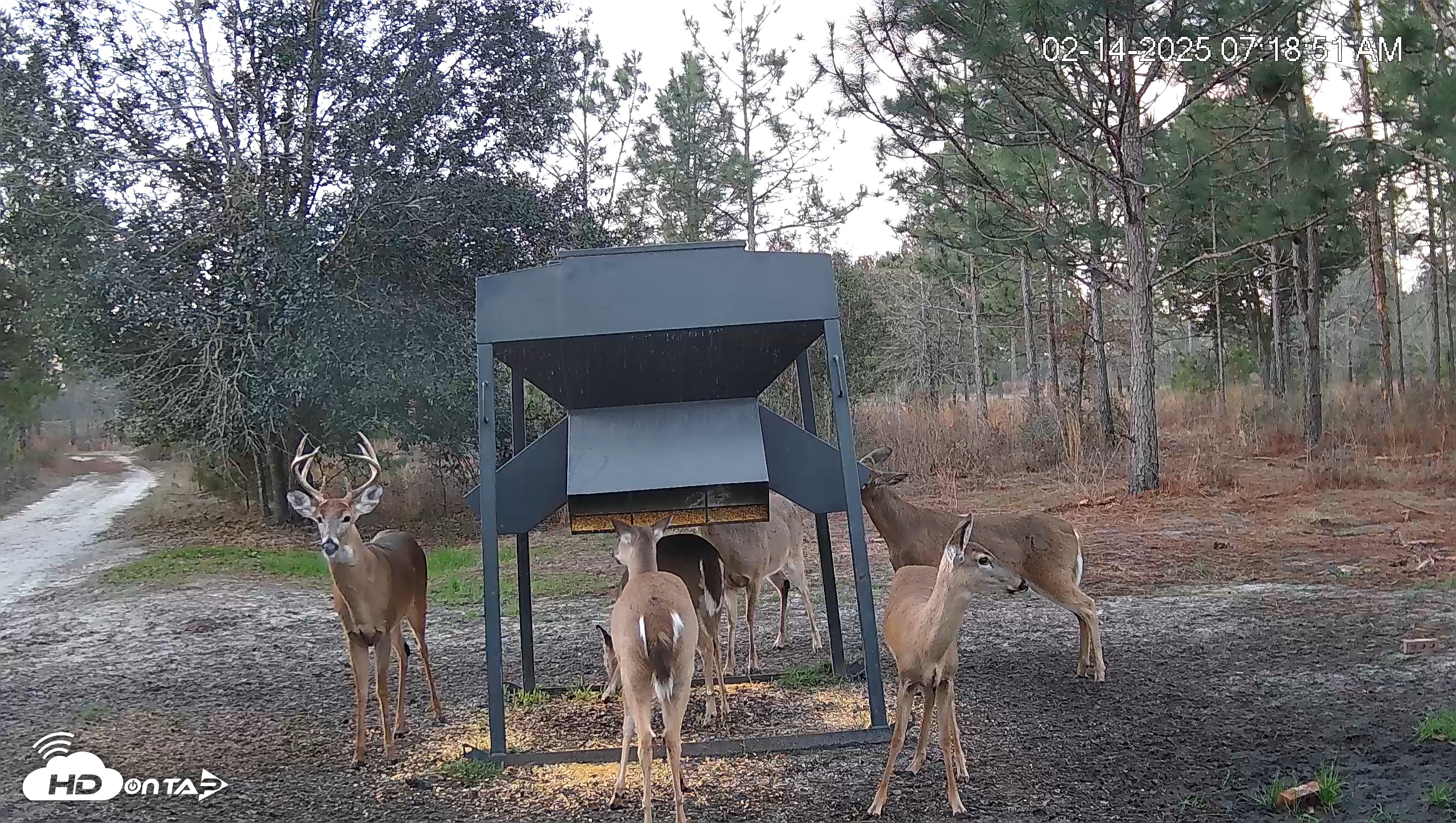 Snapshot of Leesburg Georgia Live Deer Feeder Webcam taken Feb 14, 2025, 7:19am EST