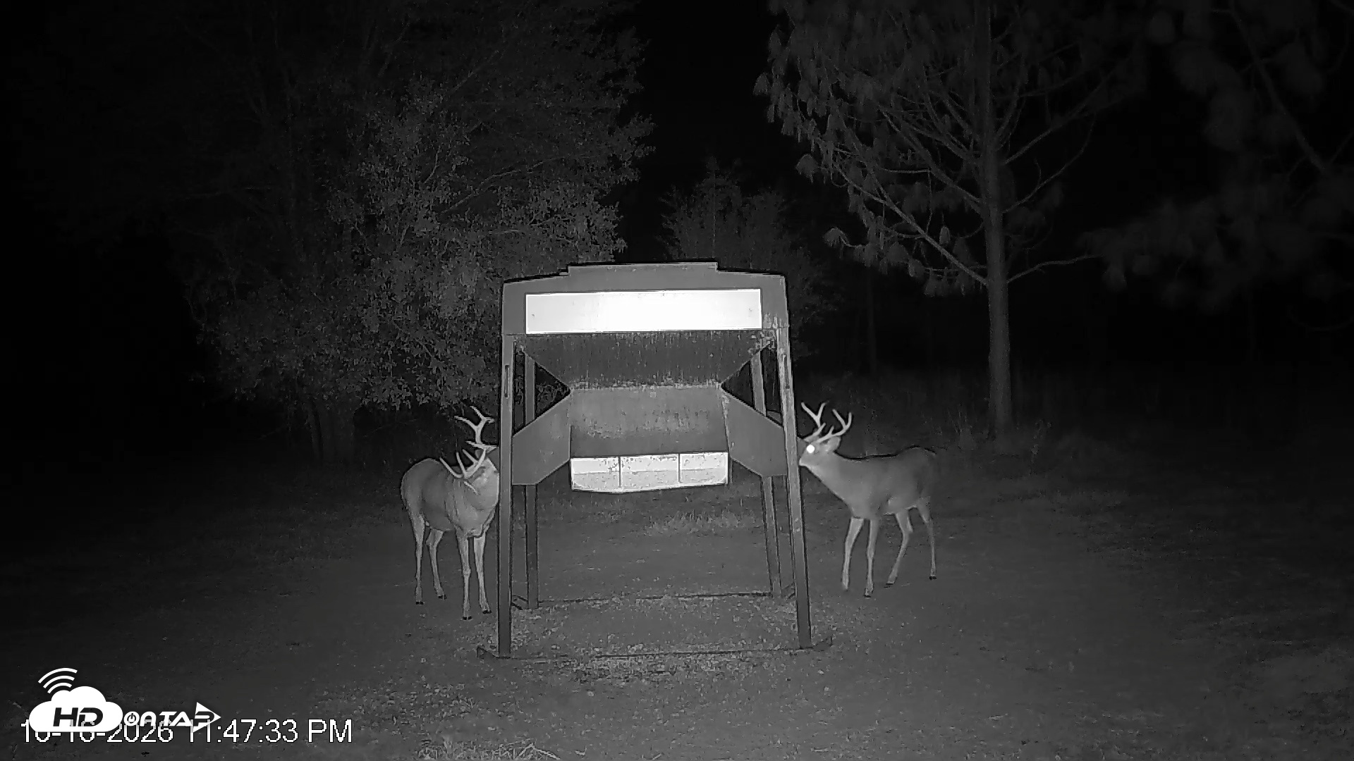 Snapshot of Leesburg Georgia Live Deer Feeder Webcam taken Oct 16, 2026, 11:48pm EDT