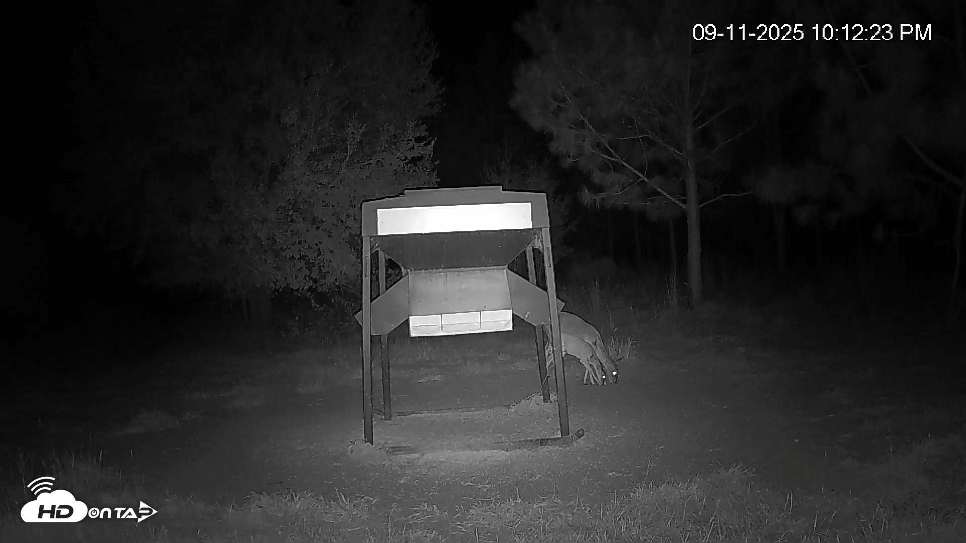 Snapshot of Leesburg Georgia Live Deer Feeder Webcam taken Sep 11, 2025, 10:12pm EDT