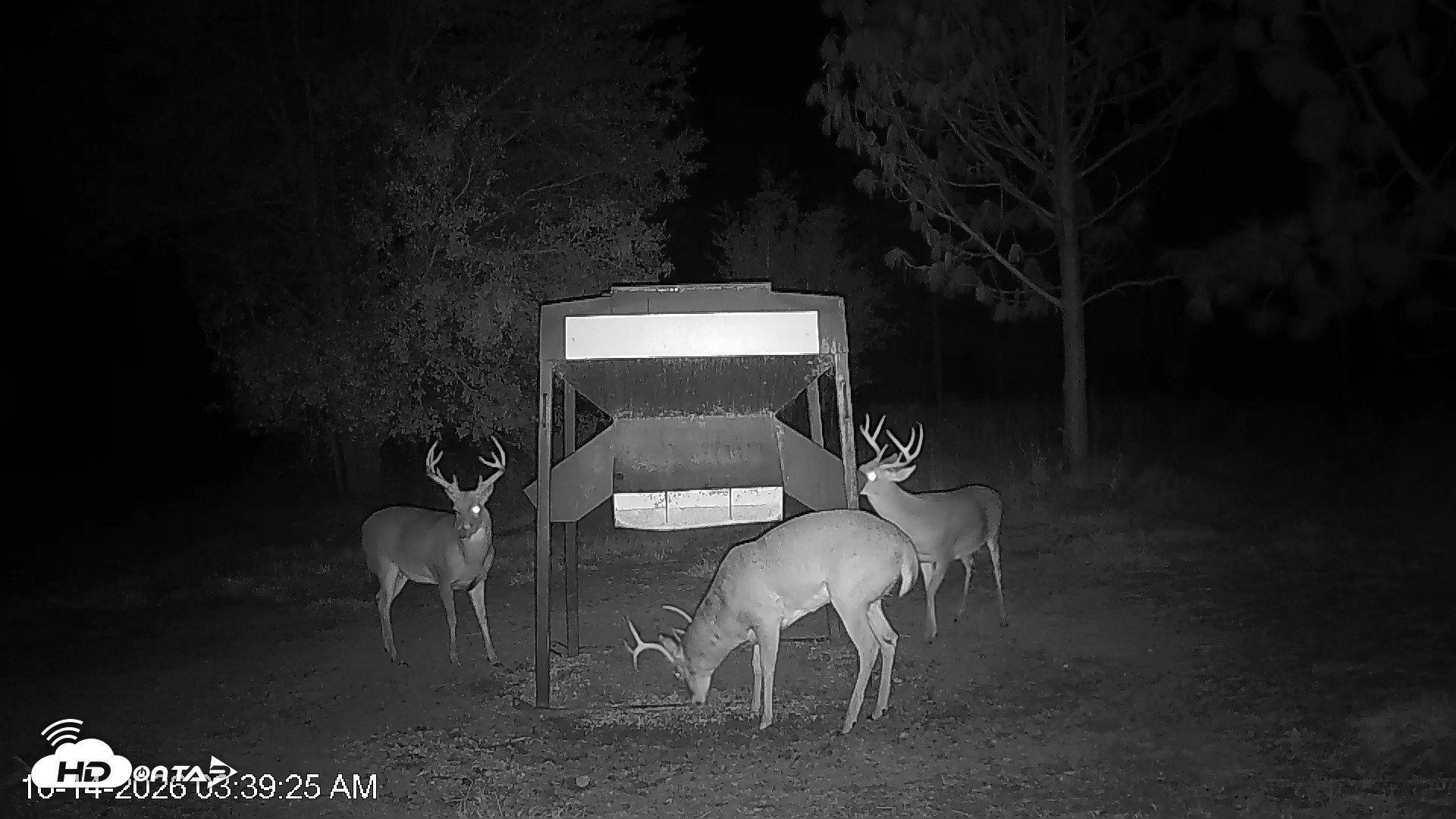 Snapshot of Leesburg Georgia Live Deer Feeder Webcam taken Oct 14, 2026, 3:40am EDT