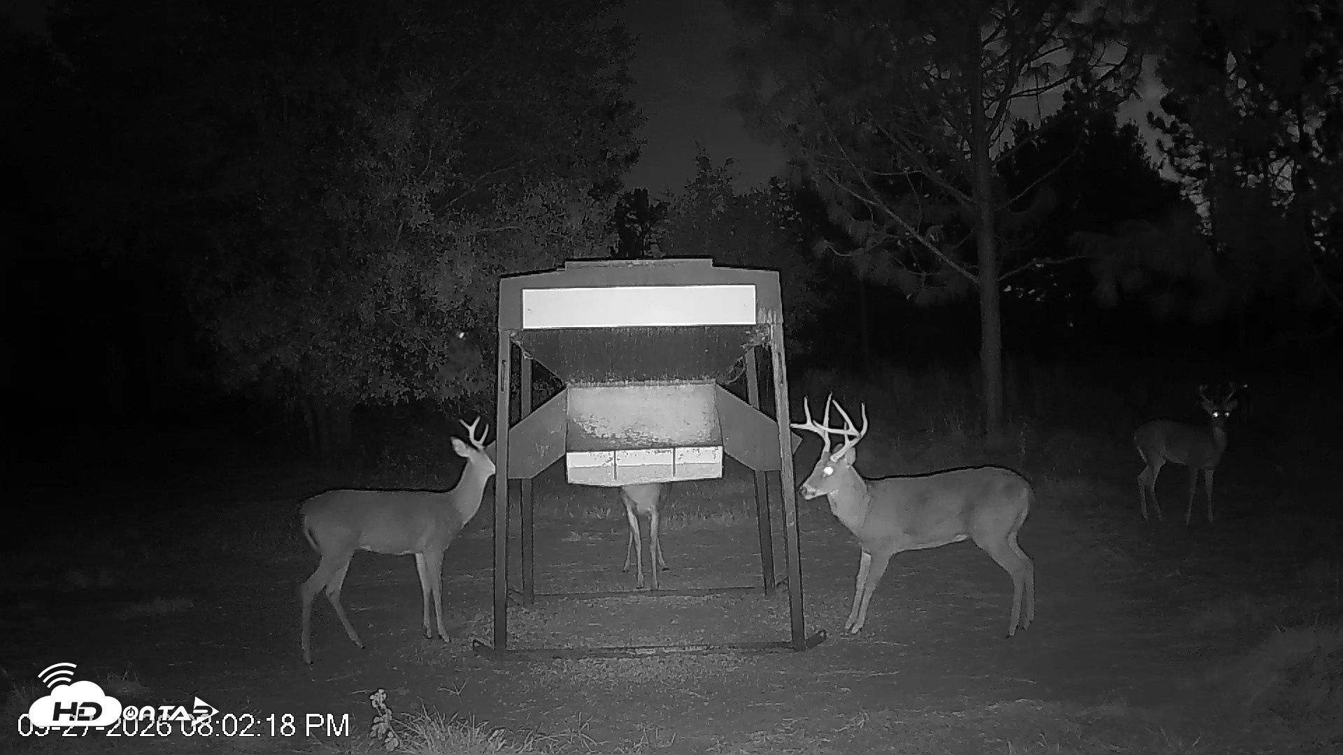 Snapshot of Leesburg Georgia Live Deer Feeder Webcam taken Sep 27, 2026, 8:02pm EDT