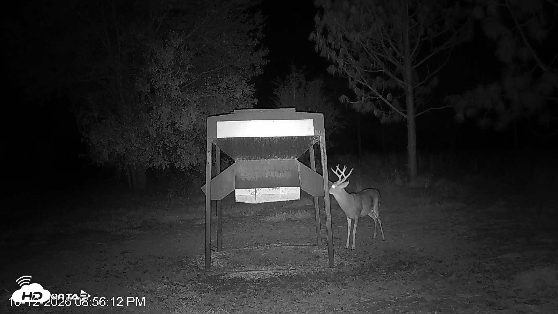 Snapshot of Leesburg Georgia Live Deer Feeder Webcam taken Oct 12, 2026, 8:55pm EDT