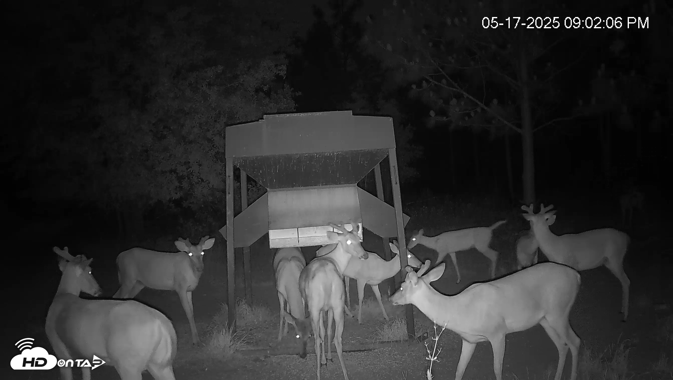 Snapshot of Leesburg Georgia Live Deer Feeder Webcam taken May 17, 2025, 9:01pm EDT