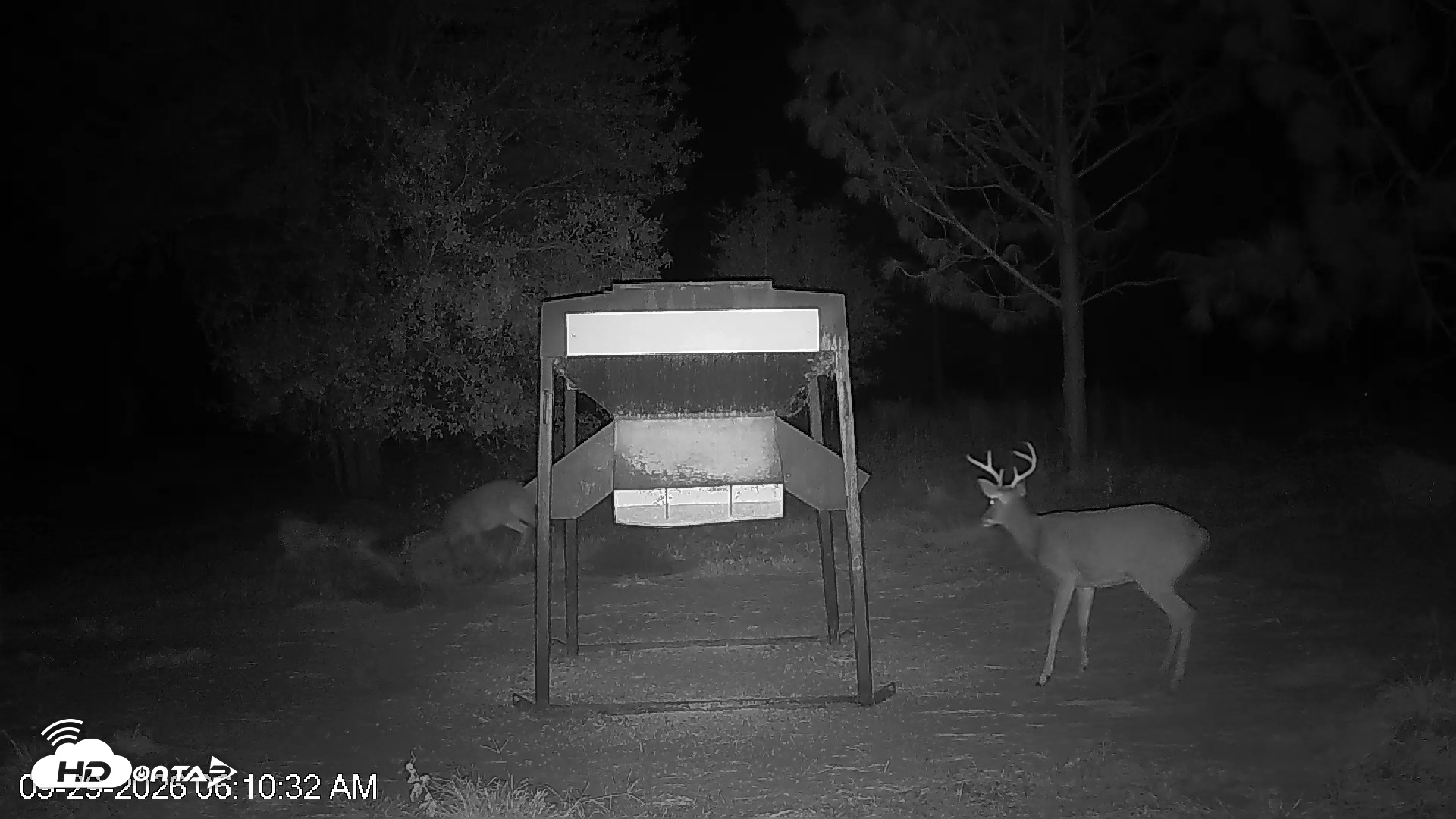 Snapshot of Leesburg Georgia Live Deer Feeder Webcam taken Sep 29, 2026, 6:10am EDT