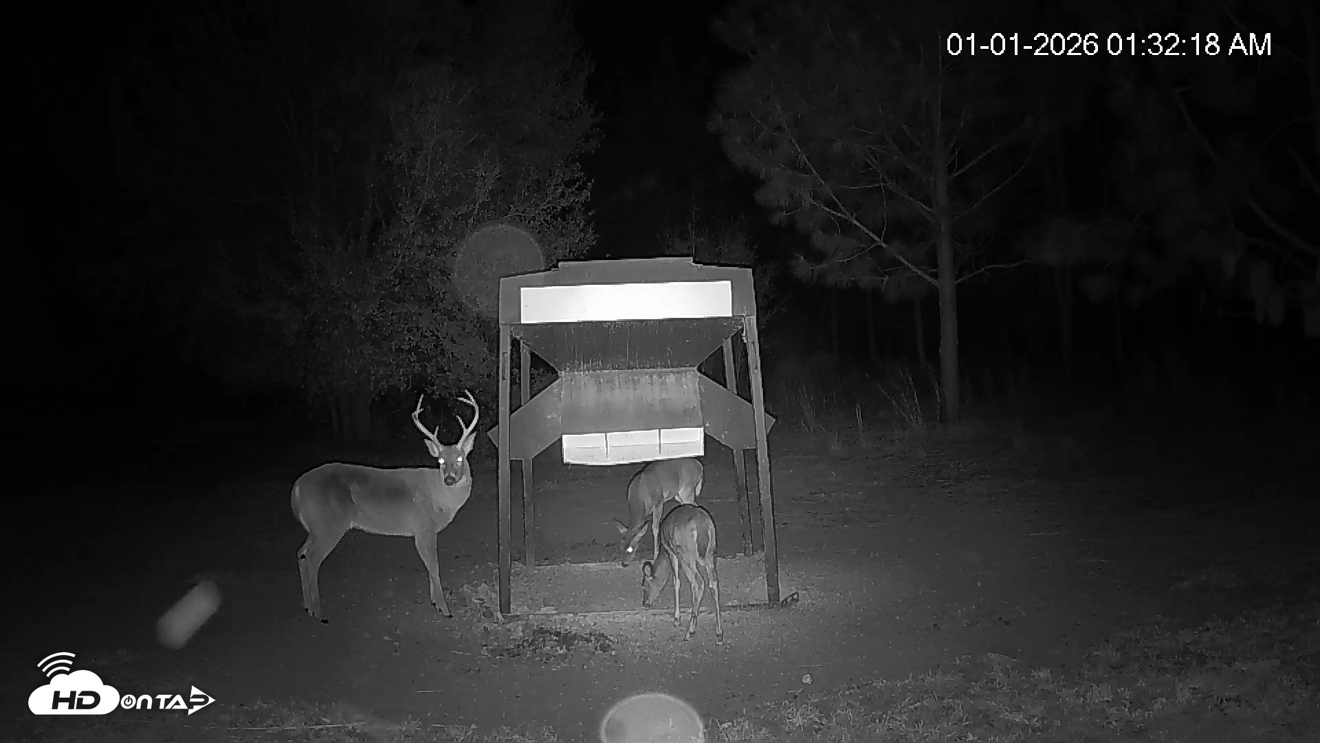Snapshot of Leesburg Georgia Live Deer Feeder Webcam taken Jan 1, 2026, 1:33am EST