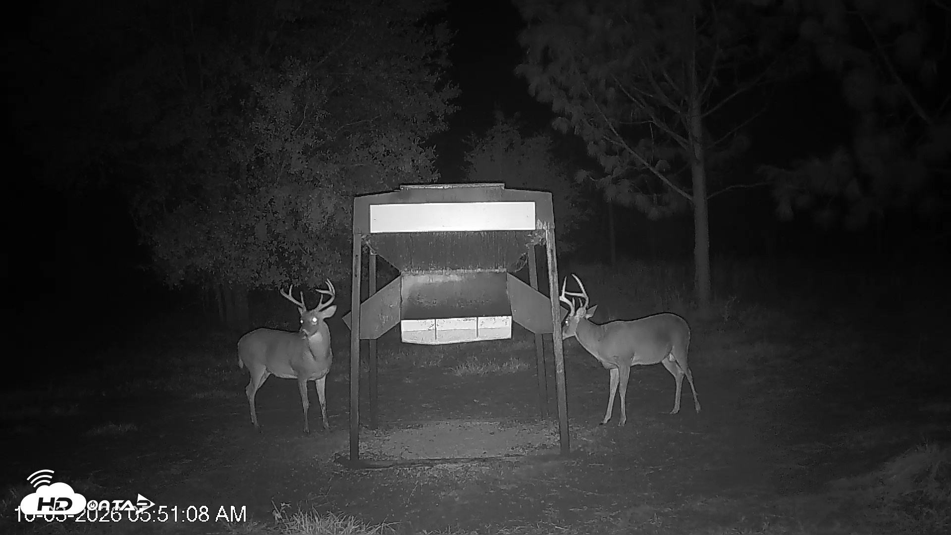 Snapshot of Leesburg Georgia Live Deer Feeder Webcam taken Oct 3, 2026, 5:51am EDT