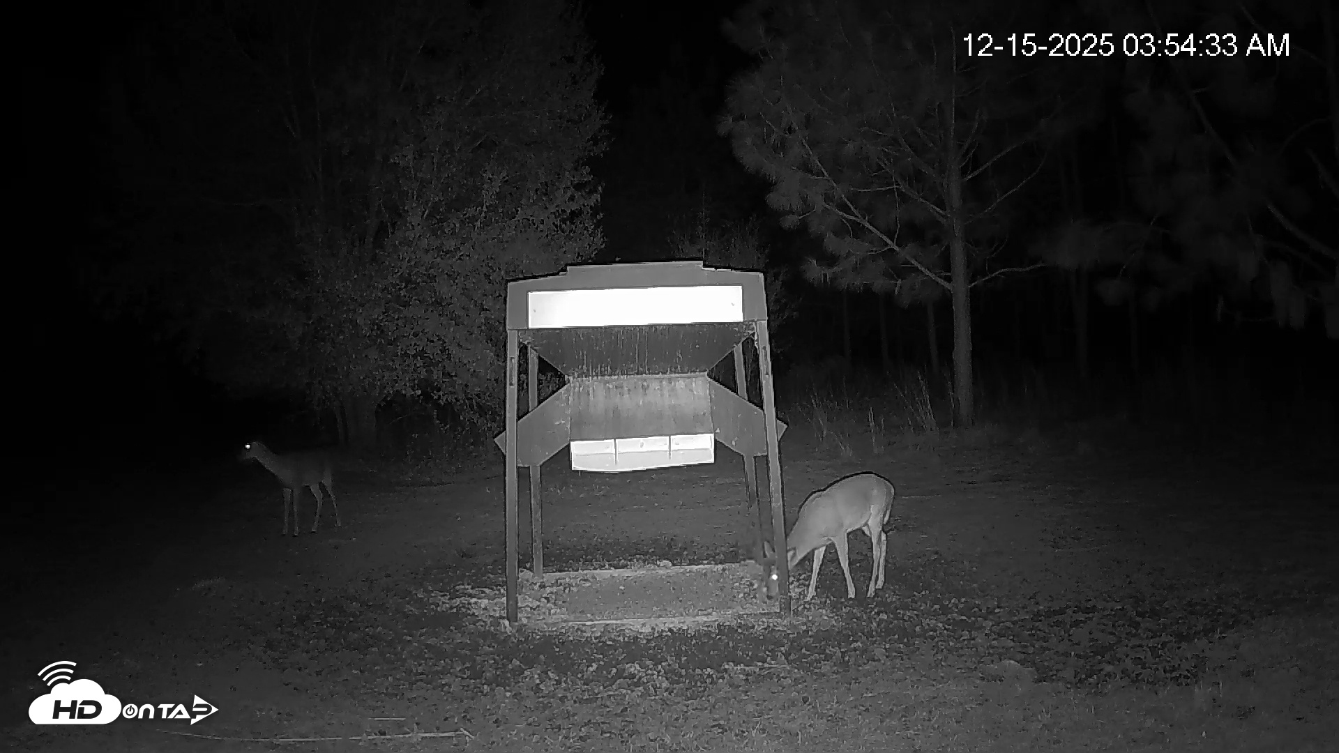 Snapshot of Leesburg Georgia Live Deer Feeder Webcam taken Dec 15, 2025, 3:54am EST