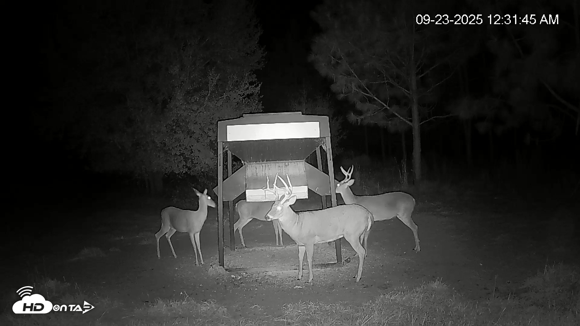 Snapshot of Leesburg Georgia Live Deer Feeder Webcam taken Sep 23, 2025, 12:31am EDT
