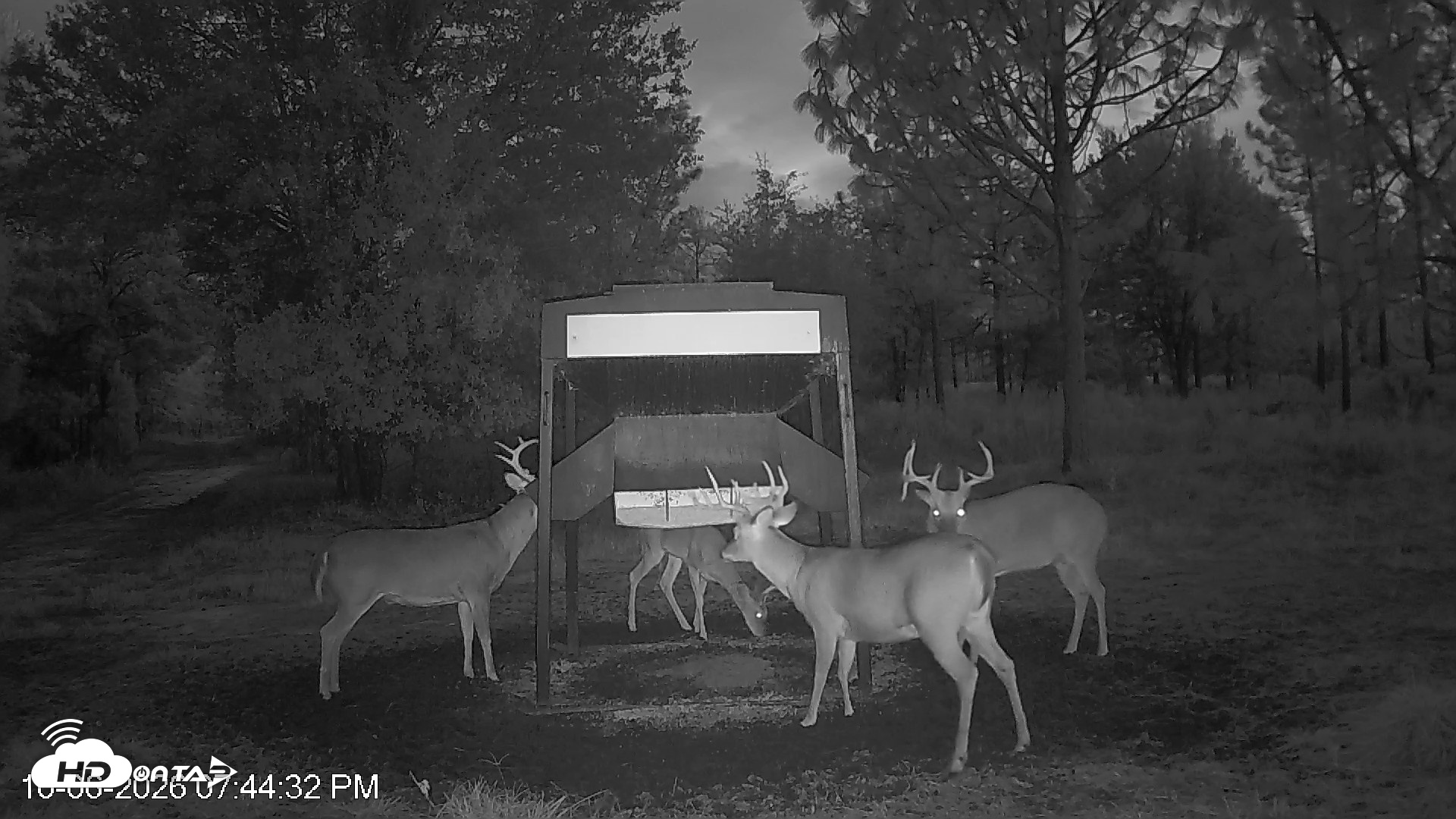 Snapshot of Leesburg Georgia Live Deer Feeder Webcam taken Oct 6, 2026, 7:44pm EDT
