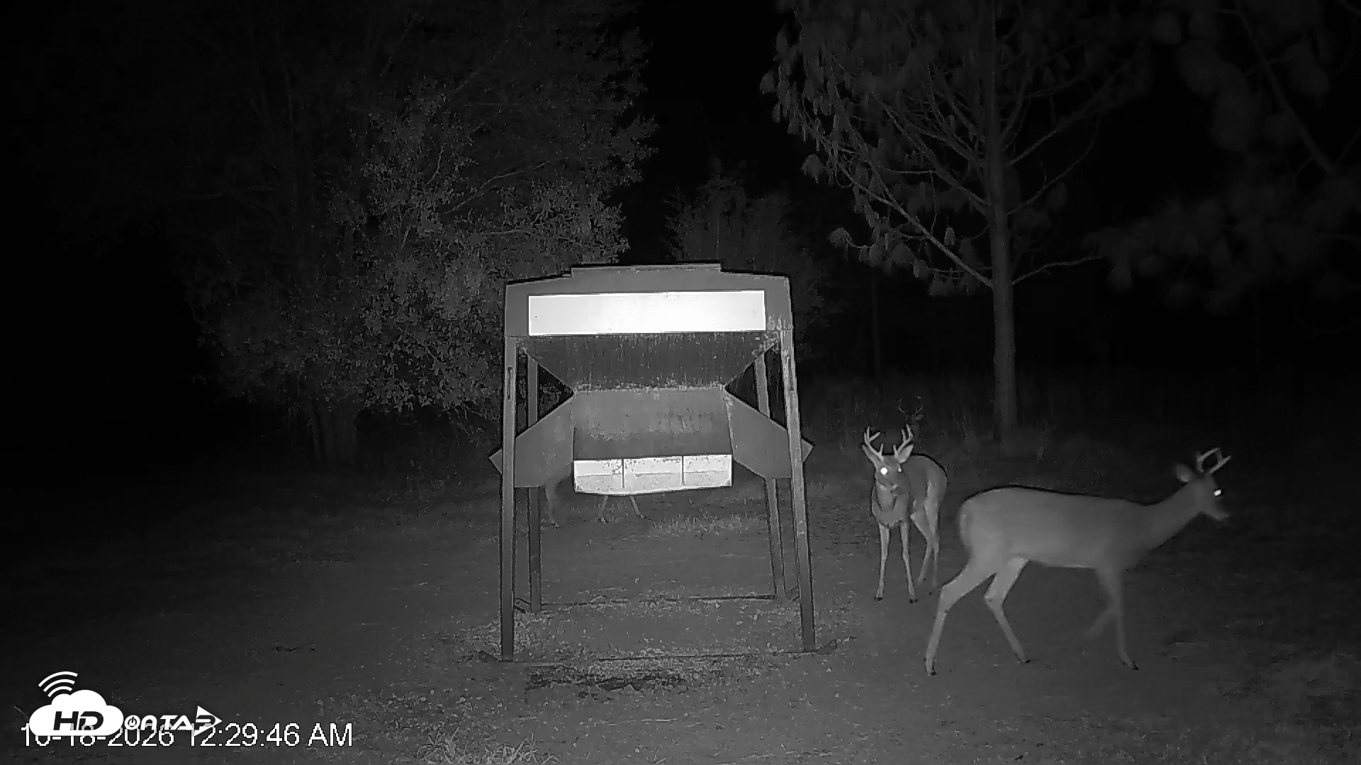 Snapshot of Leesburg Georgia Live Deer Feeder Webcam taken Oct 18, 2026, 12:30am EDT